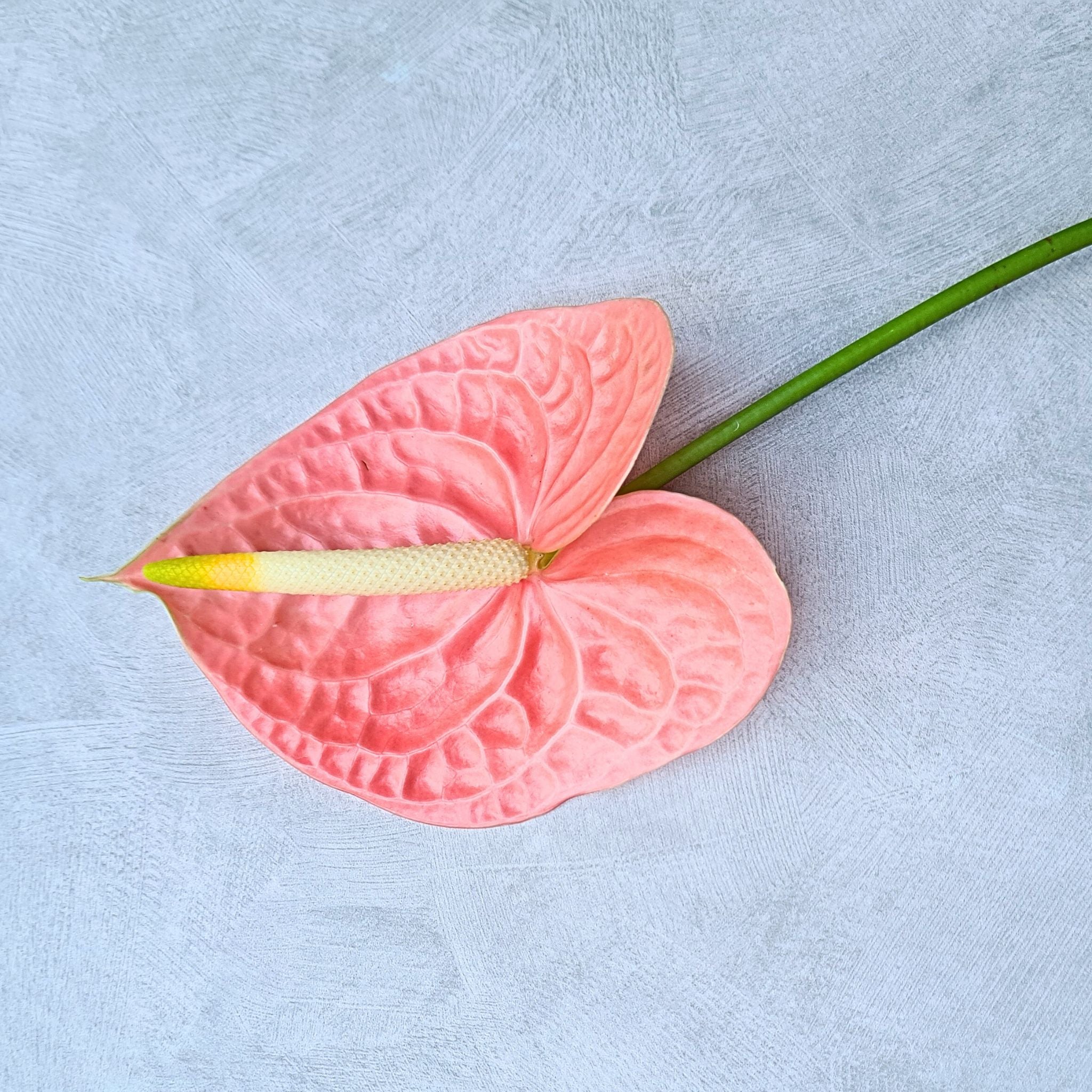 Peach-red Anthurium orchids, "Nunzia," rare velvety blooms fresh from Thailand. Bundled in 5-60 stems, perfect for weddings, DIY bouquets, floral decor, or photography, offering unique beauty and tropical sophistication for any occasion.