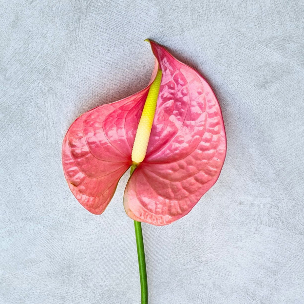 Rare Anthurium Rosa orchids in salmon-pink and reddish-peach hues. Bundles of 5-60 stems, fresh from Thailand. Perfect for weddings, decor, DIY bouquets, or events. These tropical blooms add rare elegance and vibrant beauty to any floral arrangement.