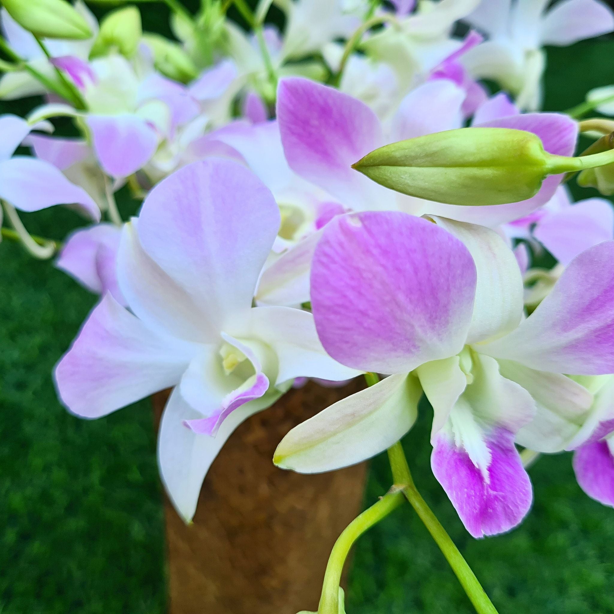 Fresh Miss Orchid blooms with delicate white petals and faint pink accents. A 10-stem bundle of Thai Dendrobium orchids, ideal for wedding decorations, table centerpieces, and creative DIY flower projects.