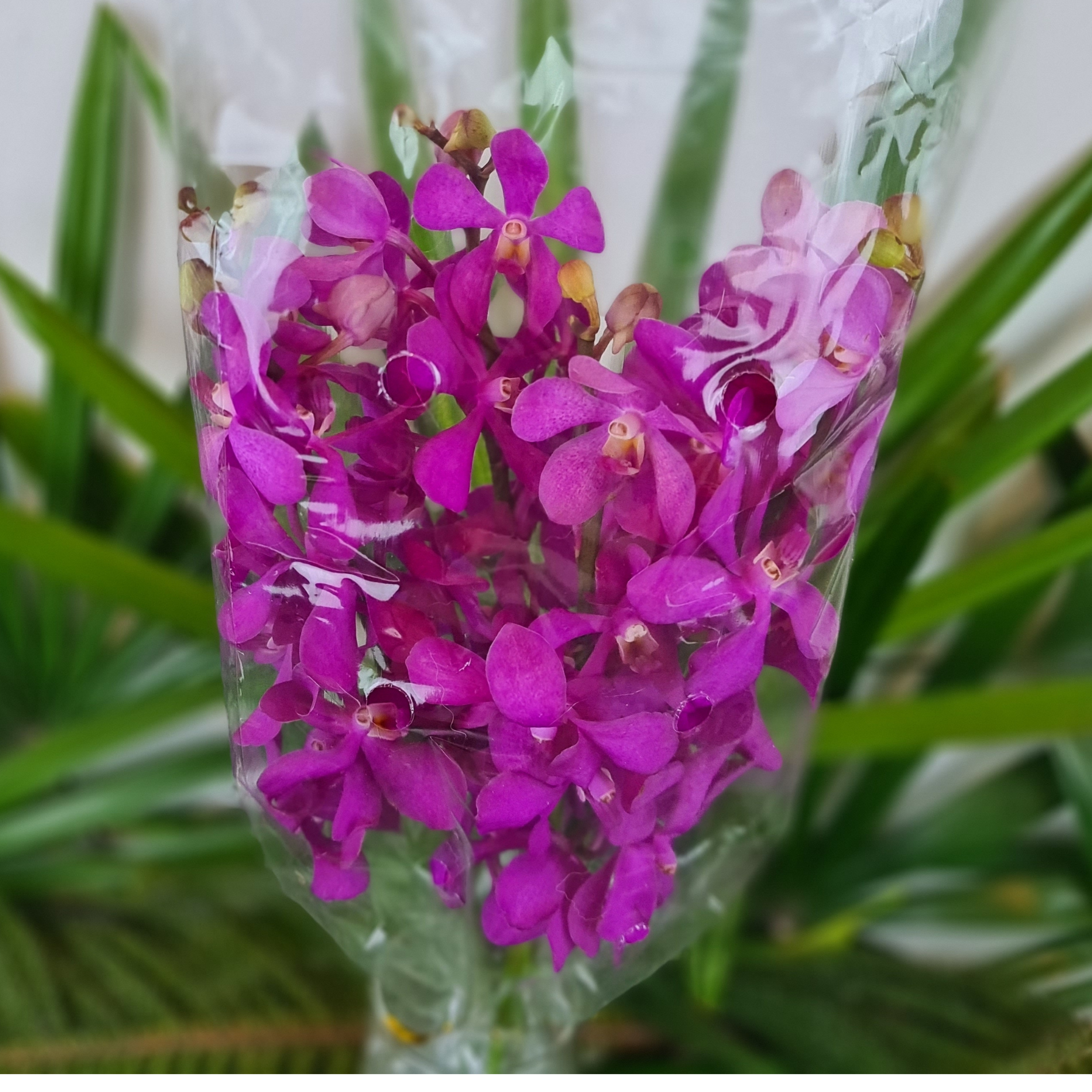 Fresh Pink Calypso Mokara Orchids - 10 stems with water capsule for lasting beauty. Ideal for weddings, events, and home decor. Flown fresh from Thailand, perfect for floral arrangements and gifts. Elegant pink blooms enhance any setting.