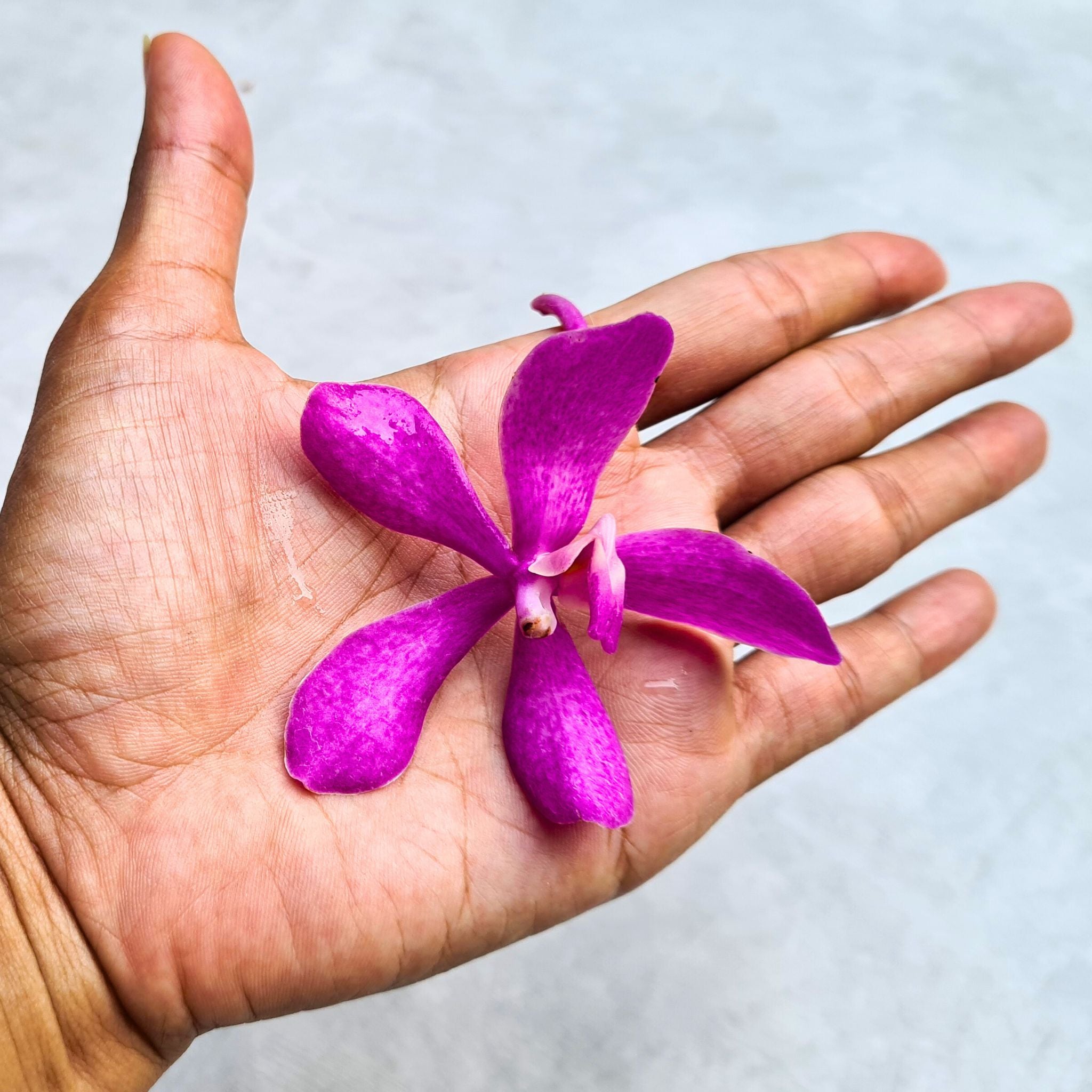 Pink Calypso Mokara Orchids bundle with 10 stems, featuring water capsules for long-lasting freshness. Perfect for weddings, floral arrangements, and event decor. Sourced from Thailand, these elegant pink orchids add sophistication to any space.