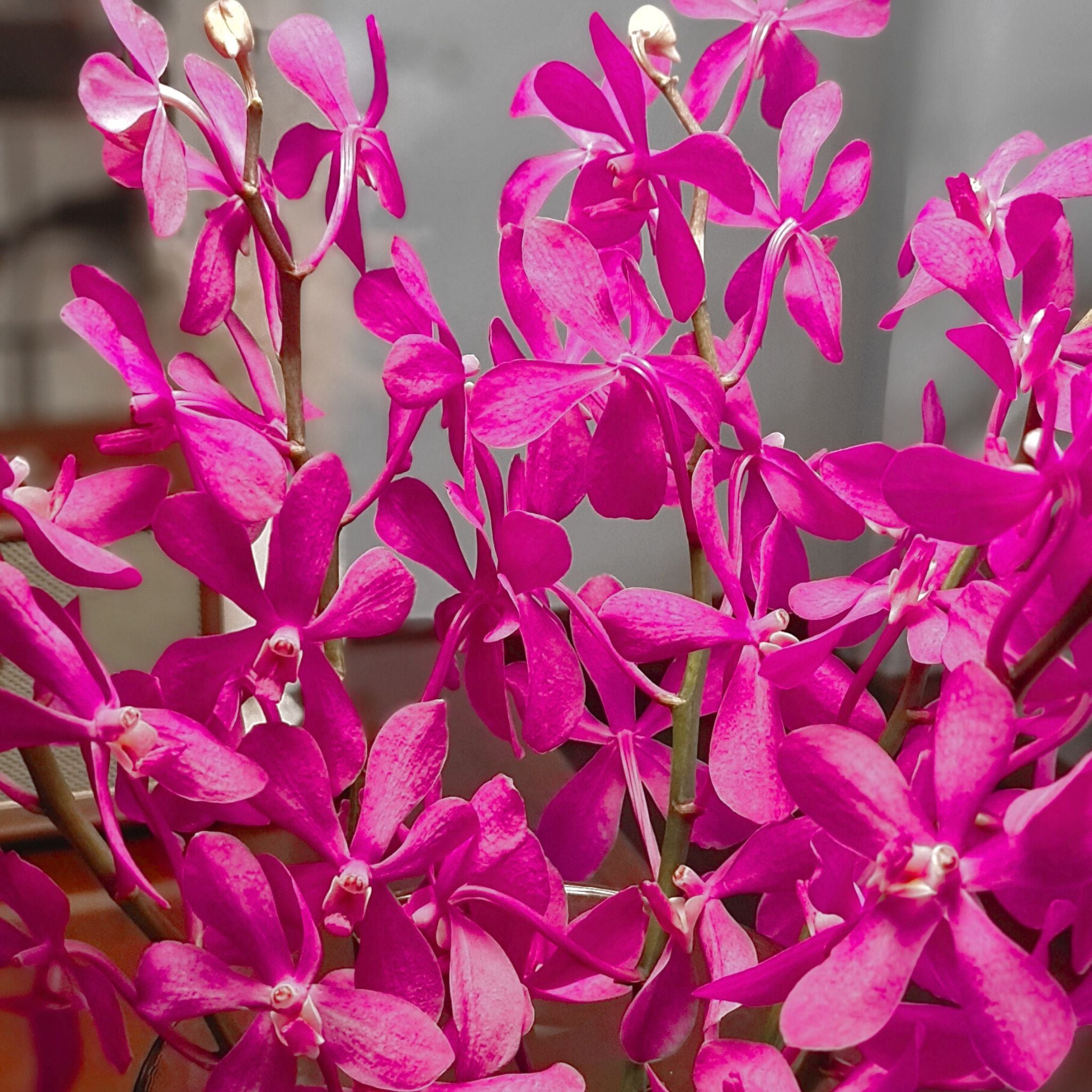 Pink Calypso Mokara Orchids bundle of 10 stems with water capsules for longevity. Ideal for florists, event planners, and wedding decor. Thailand-grown orchids, perfect for creating stunning floral arrangements with a delicate pink hue.