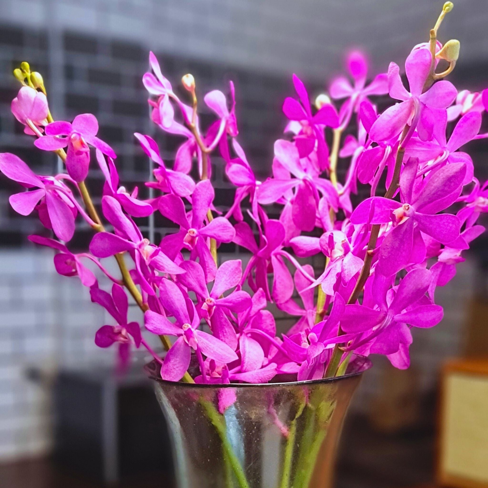 Fresh Pink Calypso Mokara Orchids bundle, 10 stems with water capsules for extended freshness. Perfect for weddings, events, and home decor. Sourced from Thailand, these elegant pink orchids add charm to any floral arrangement or setting.