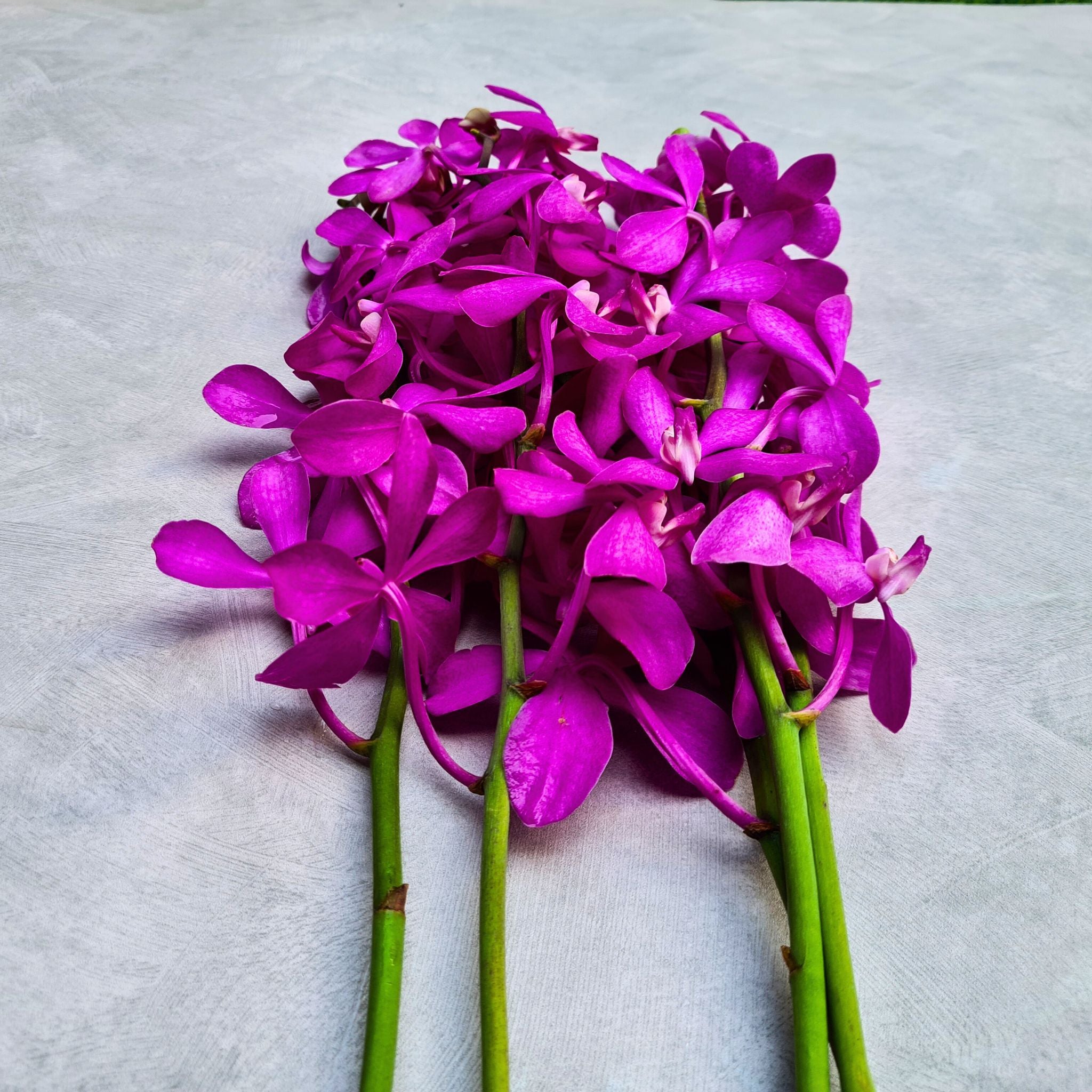 Ten-stem bundle of Mokara Nora Pink Orchids, featuring deep pink hues and small patterned petals. Perfect for table centerpieces, wedding bouquets, and event floral décor. Sourced fresh from Thailand with free shipping included