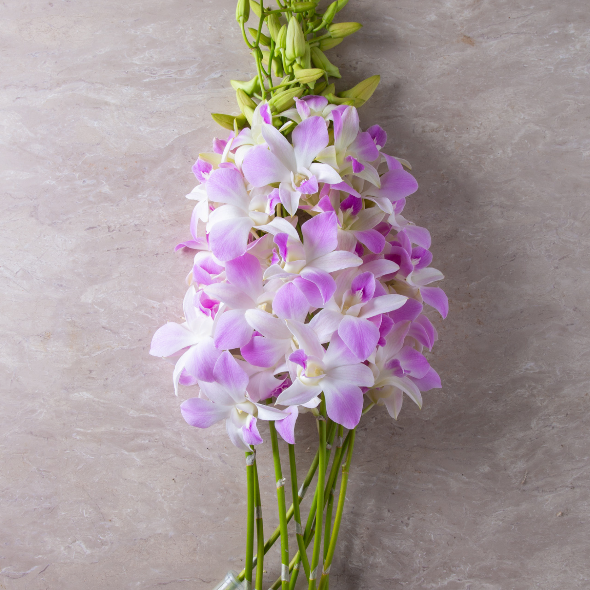 Fresh Pink Blush Dendrobium Orchids, 10 medium stems flown from Thailand weekly, water capsules for extended hydration. Ideal for florists, event planners, and decorators seeking vibrant, long-lasting blooms for weddings, home DIY