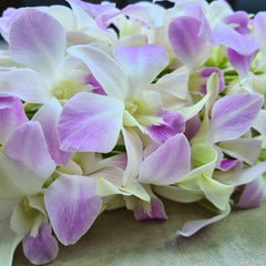 Fresh 10-stem bundle of Miss Orchid Dendrobium flowers with delicate white petals and soft pink accents. These premium Thai orchids are perfect for wedding centerpieces, event décor, and DIY floral projects.