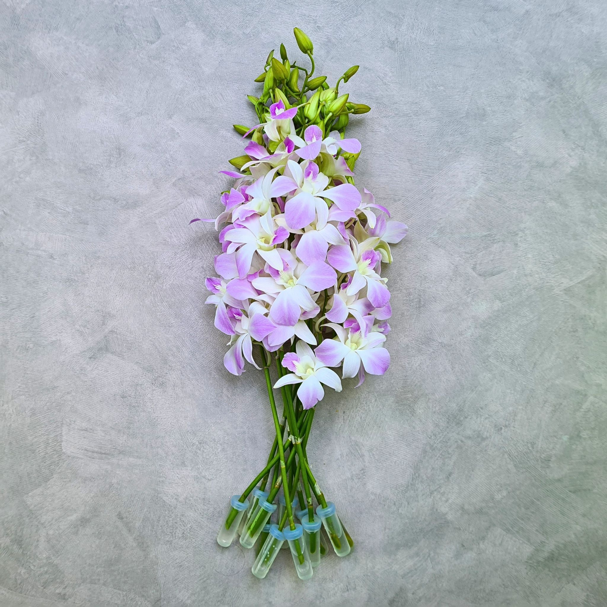 Elegant white Dendrobium orchids with faint pink tones, known as Miss Orchid. This 10-stem bundle of fresh Thai blooms is perfect for weddings, floral arrangements, and romantic table décor. Shipped fresh and long-lasting