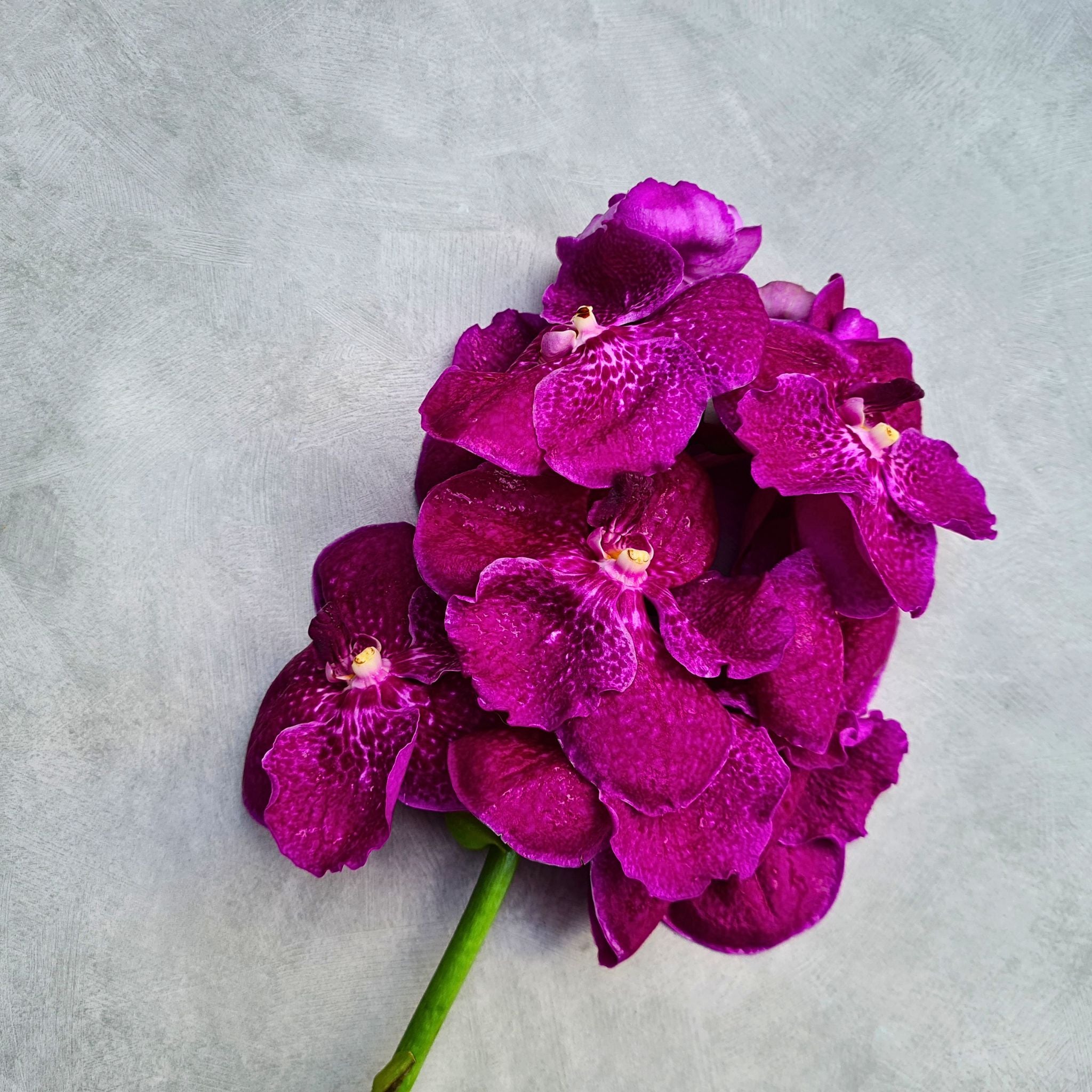 Vibrant Pink Red Vanda Orchids, a fresh 10-stem bundle from Thailand. Known for their rare pink-red hues and delicate petals, these blooms are ideal for DIY projects, weddings, and stunning floral arrangements.