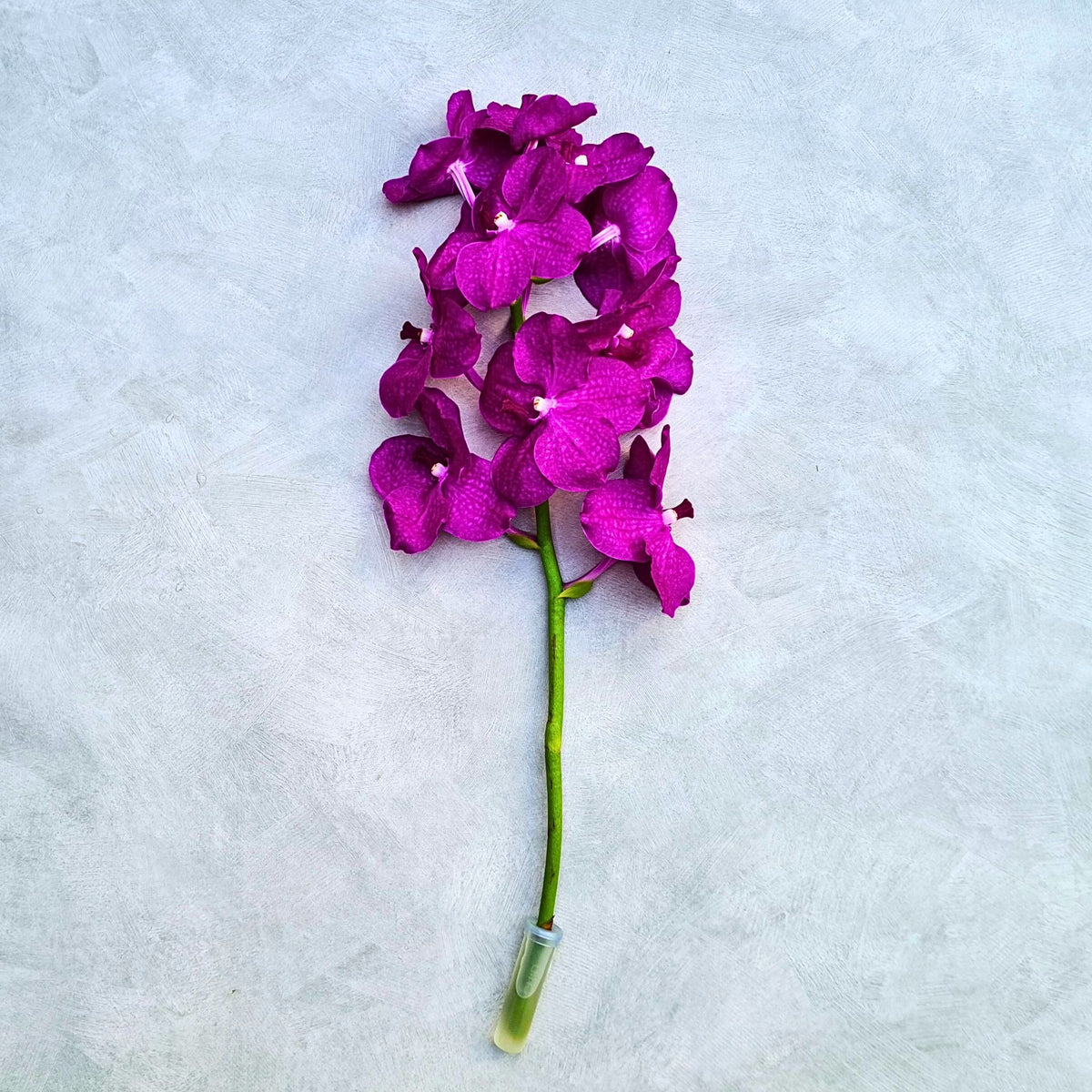 Fresh Pink Vanda Orchids, a bundle of 10 vibrant stems flown directly from Thailand, featuring soft pink petals with intricate patterns. Each stem is equipped with a water capsule to maintain freshness, making them ideal for weddings, events, and DIY floral arrangements.