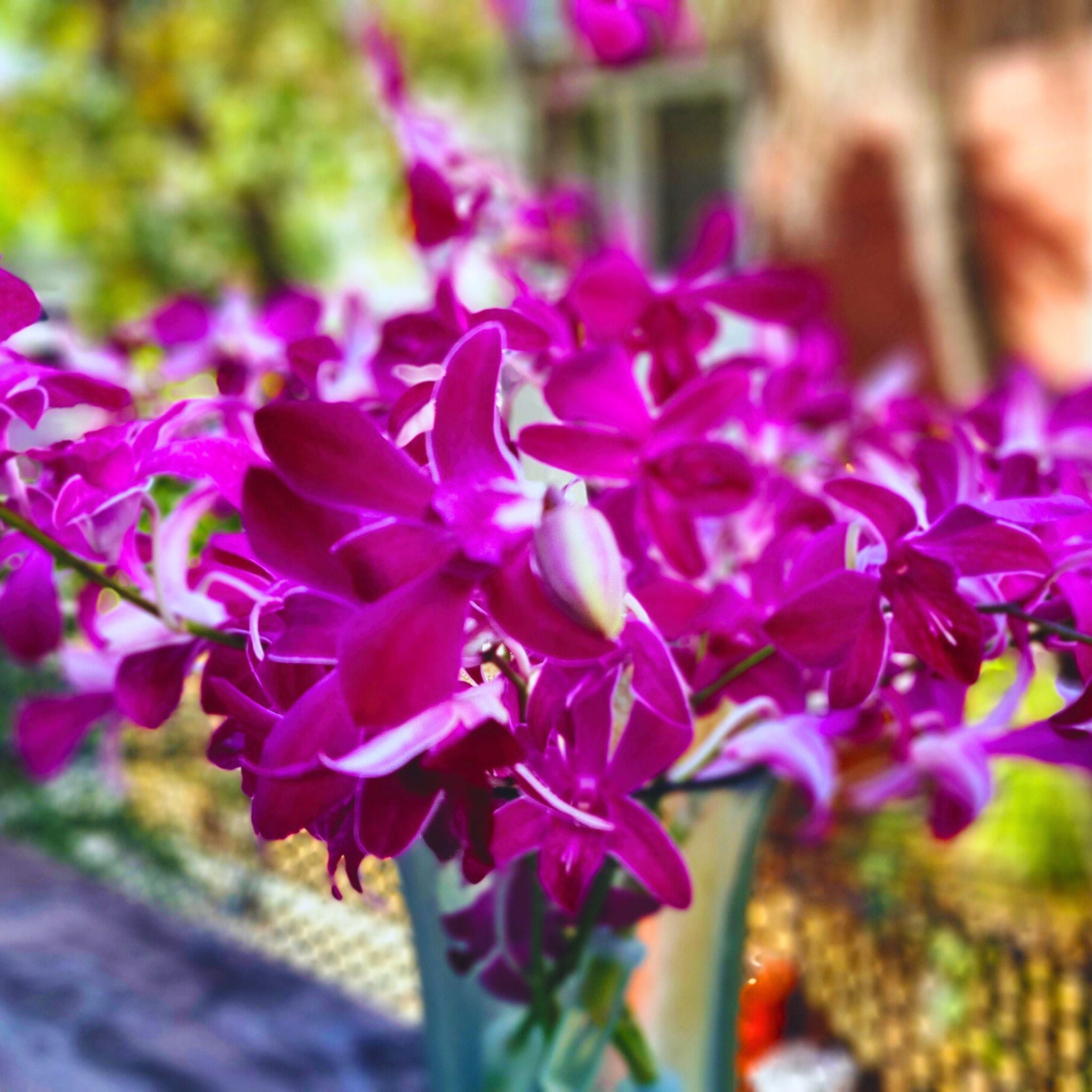 🌺 Dark purple "Miss Siam Red" orchids with striking white petal stripes. Freshly harvested in Thailand, perfect for weddings, event decor, DIY bouquets, or florists. Long-lasting blooms delivered in 10-stem bundles with water capsules for extended freshness.