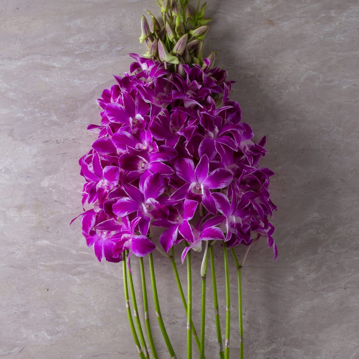 🌸 Fresh Pink Splash Orchid Dendrobium Bundle - 10 Single Stems with Water Capsules 🌸