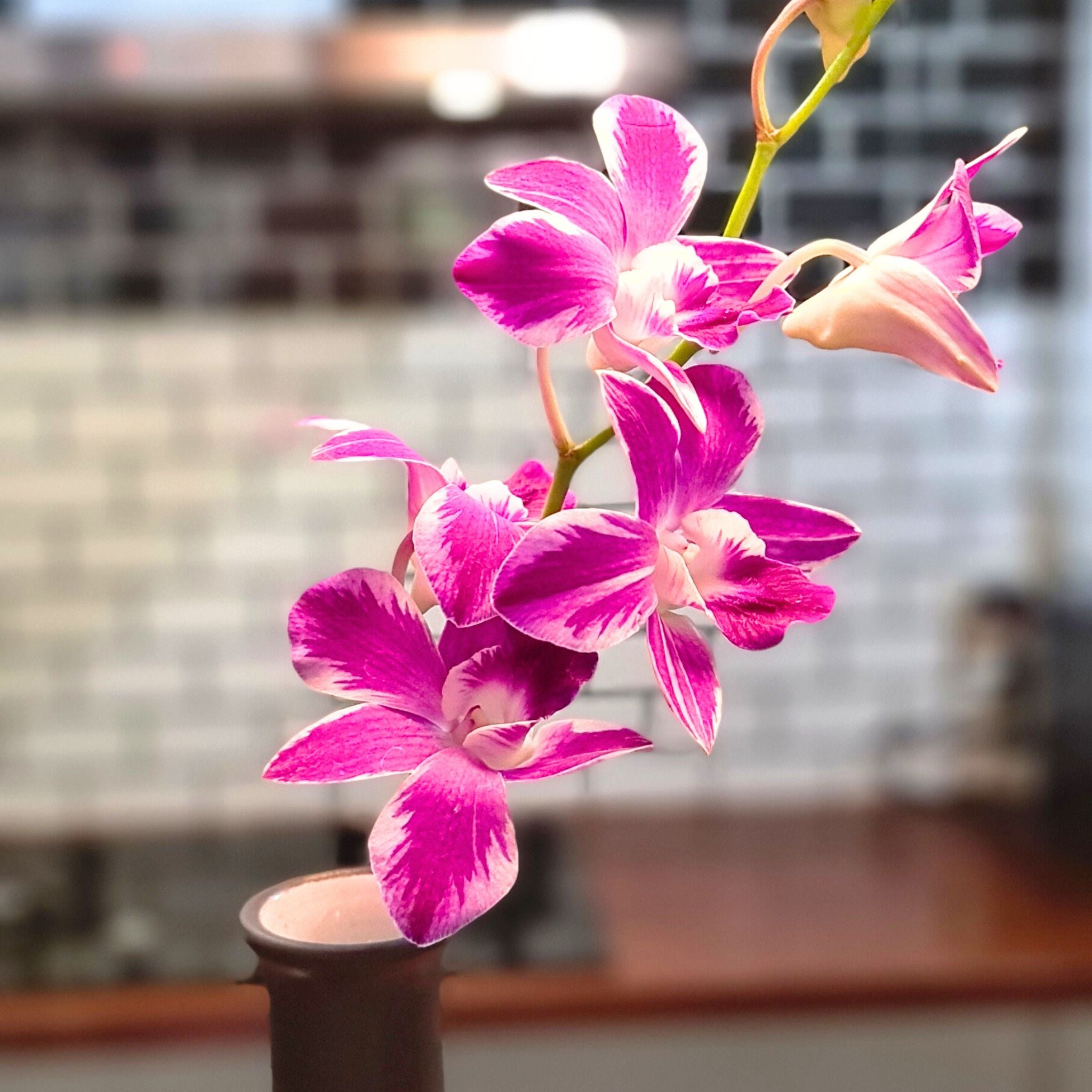 Fresh Deep Violet Dendrobium Orchids with Purple & Pink Splash blooms. Long-lasting 10-stem bundle, ideal for weddings, DIY bouquets, photography, home décor, and events. Includes water capsules to preserve freshness.