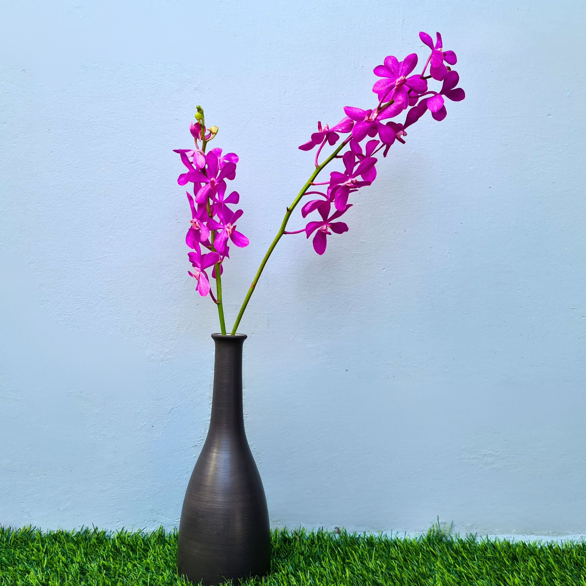 Stunning Mokara Nora Pink Orchids with bold pink shades and intricate petal designs. Freshly harvested in Thailand, these 10 stems are ideal for floral arrangements, weddings, and DIY projects. Long-lasting blooms with premium freshness.