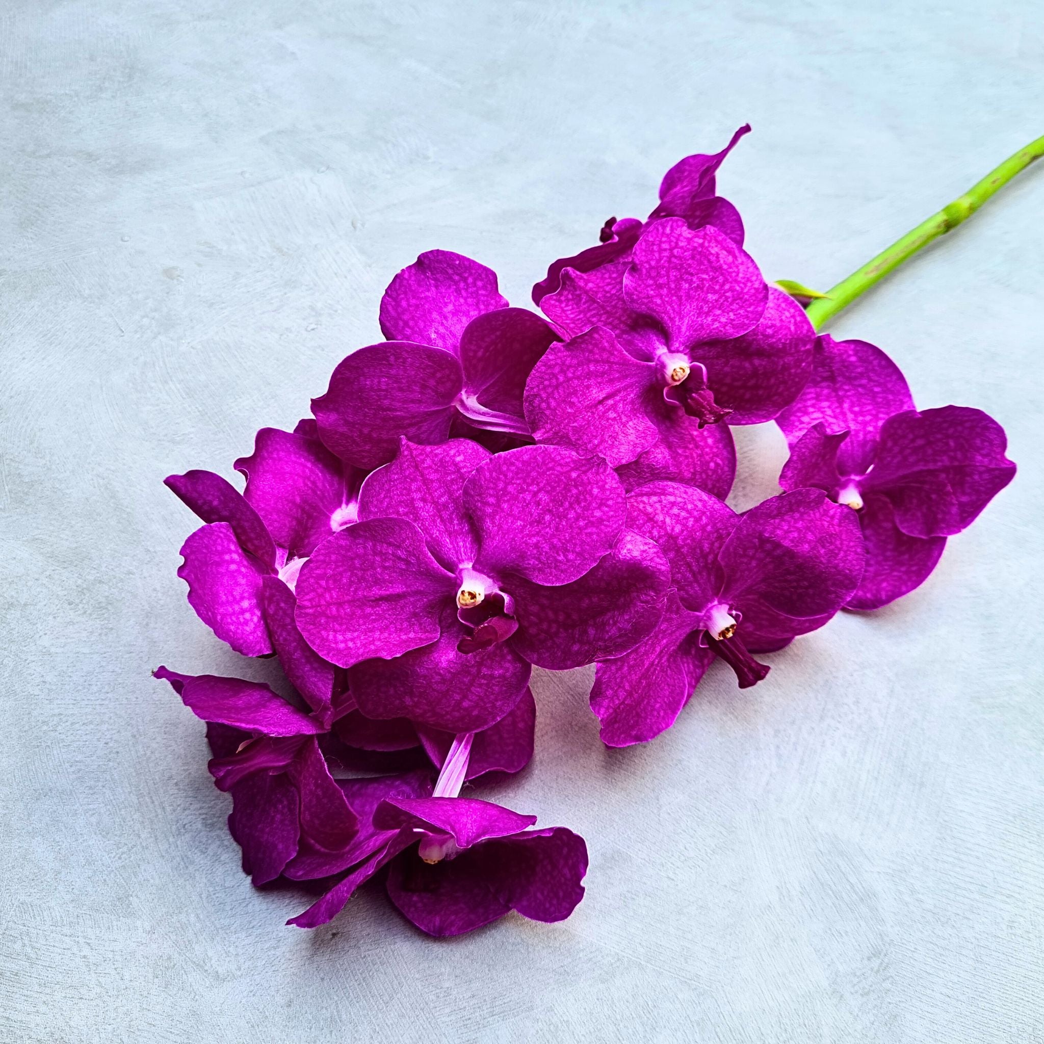 Freshly delivered Pink Vanda Orchids, a 10-stem bundle with stunning pink petals and intricate details. Each stem includes a water capsule for lasting freshness, making them perfect for weddings, event decor, floral arrangements, or unique DIY crafts.