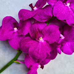 Elegant Pink Vanda Orchids, 10 premium stems with delicate pink hues and detailed petal patterns, perfect for creating stunning bouquets, centerpieces, or home decor. Each stem includes a water capsule for freshness, ensuring long-lasting beauty and vibrant color.