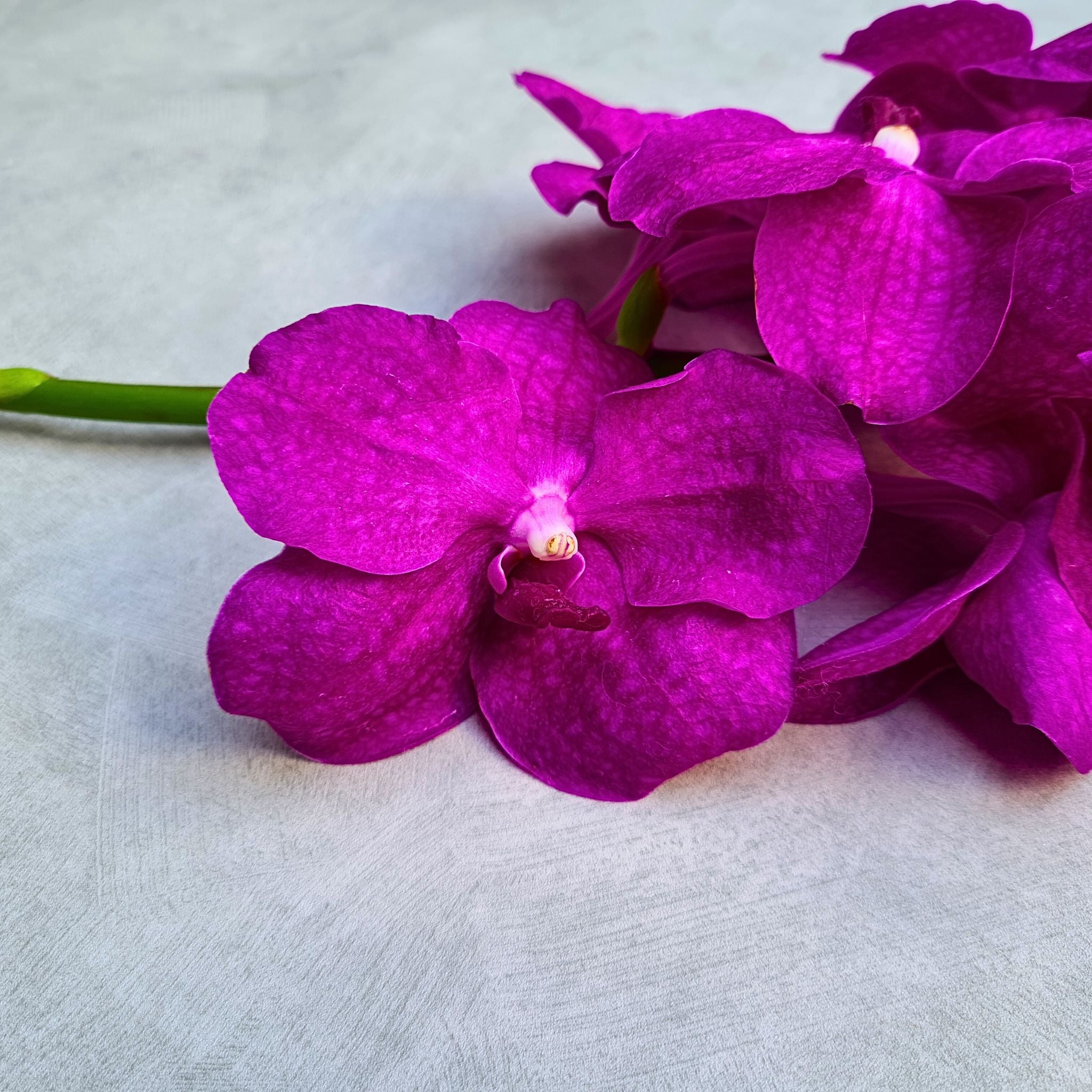 Stunning Pink Vanda Orchids, 10 fresh stems delivered directly from Thailand. These elegant flowers with soft pink tones and intricate patterns are perfect for floral arrangements, table decor, weddings, and more, with water capsules ensuring extended freshness.