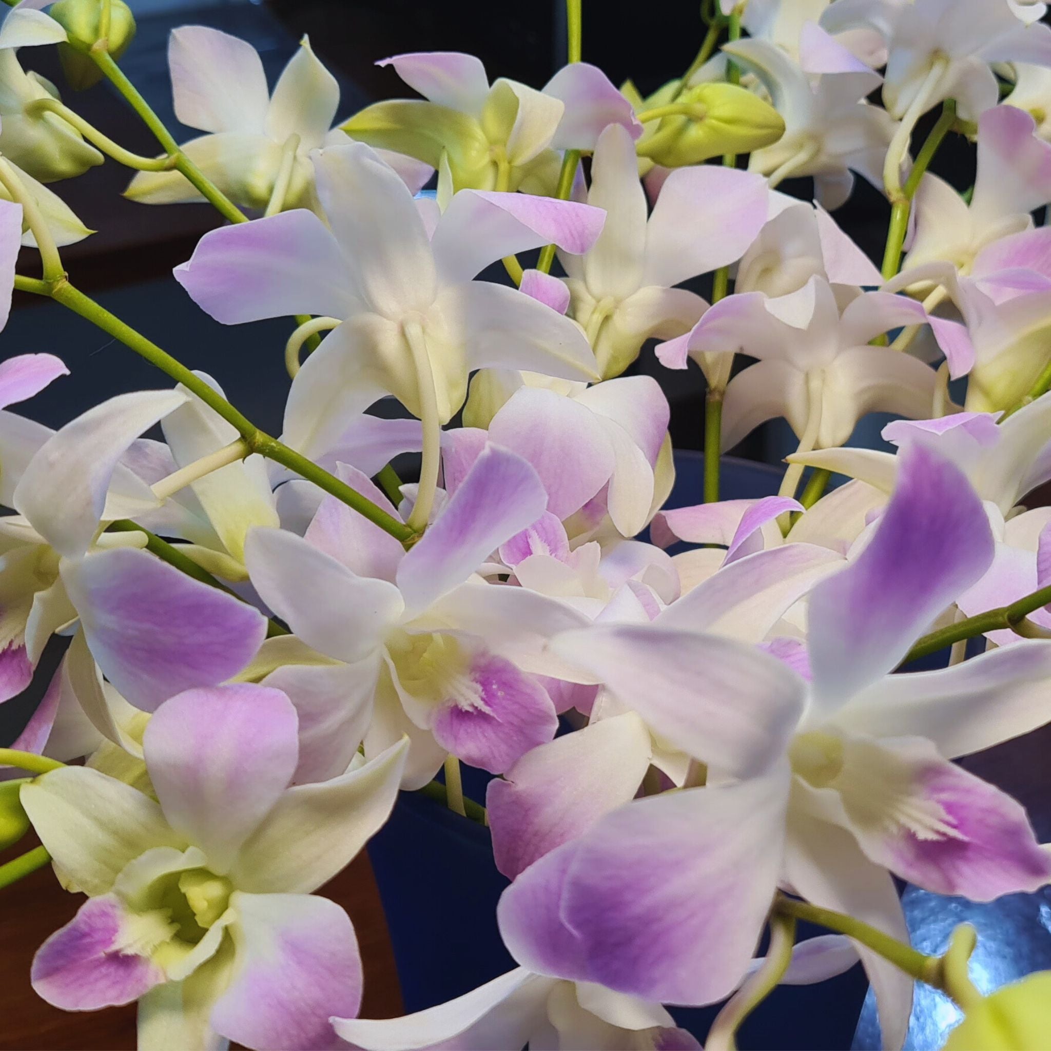 Miss Orchid white Dendrobium orchids with soft pink petal hues. A fresh 10-stem bundle of premium blooms for florists, wedding planners, and event designers seeking romantic and elegant flowers.