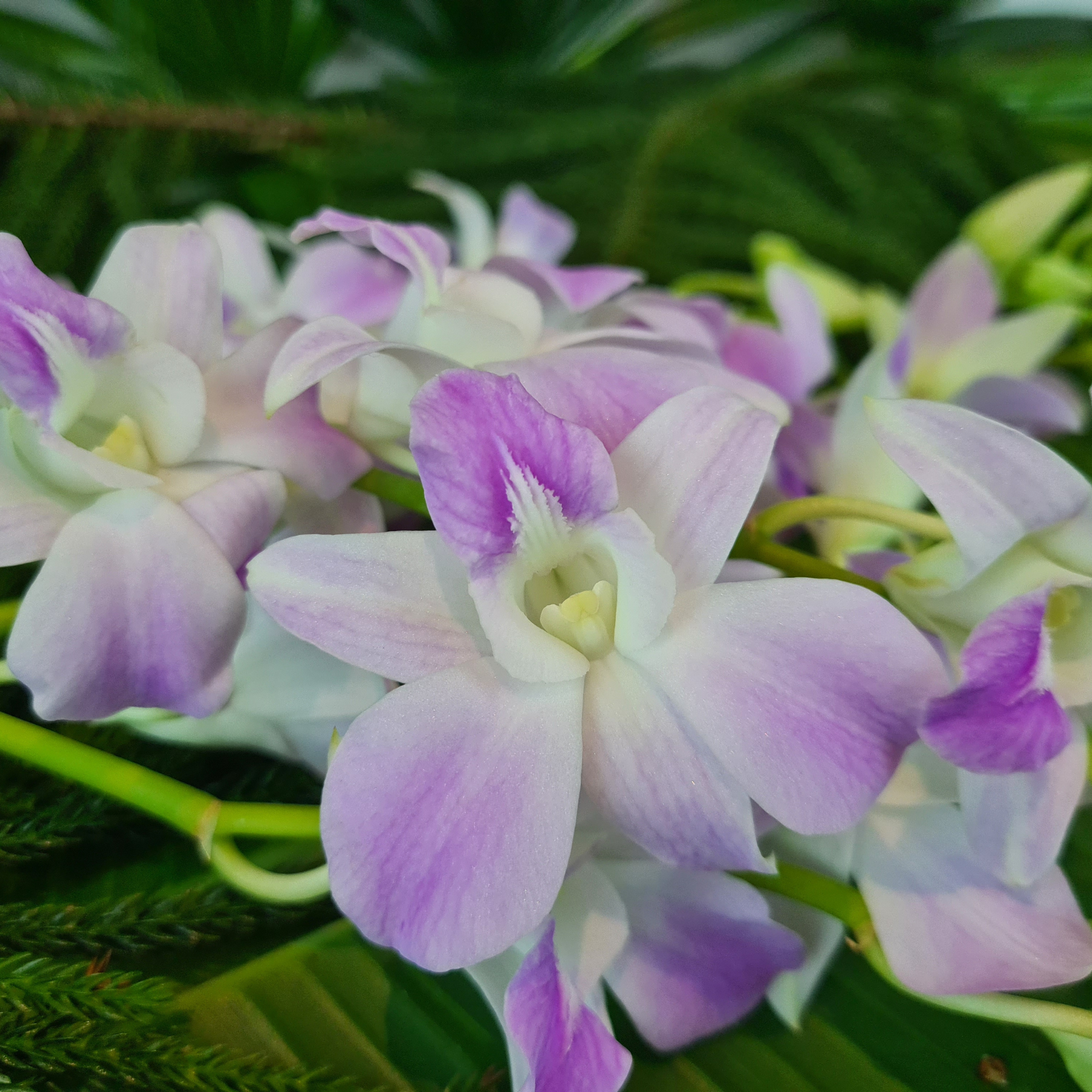 10 Pink Blush Orchid Dendrobium stems with water capsules. Stunning white orchids with pinkish hues, perfect for wedding bouquets, hotel decorations, and tropical events. Fresh and high-quality from Thailand.