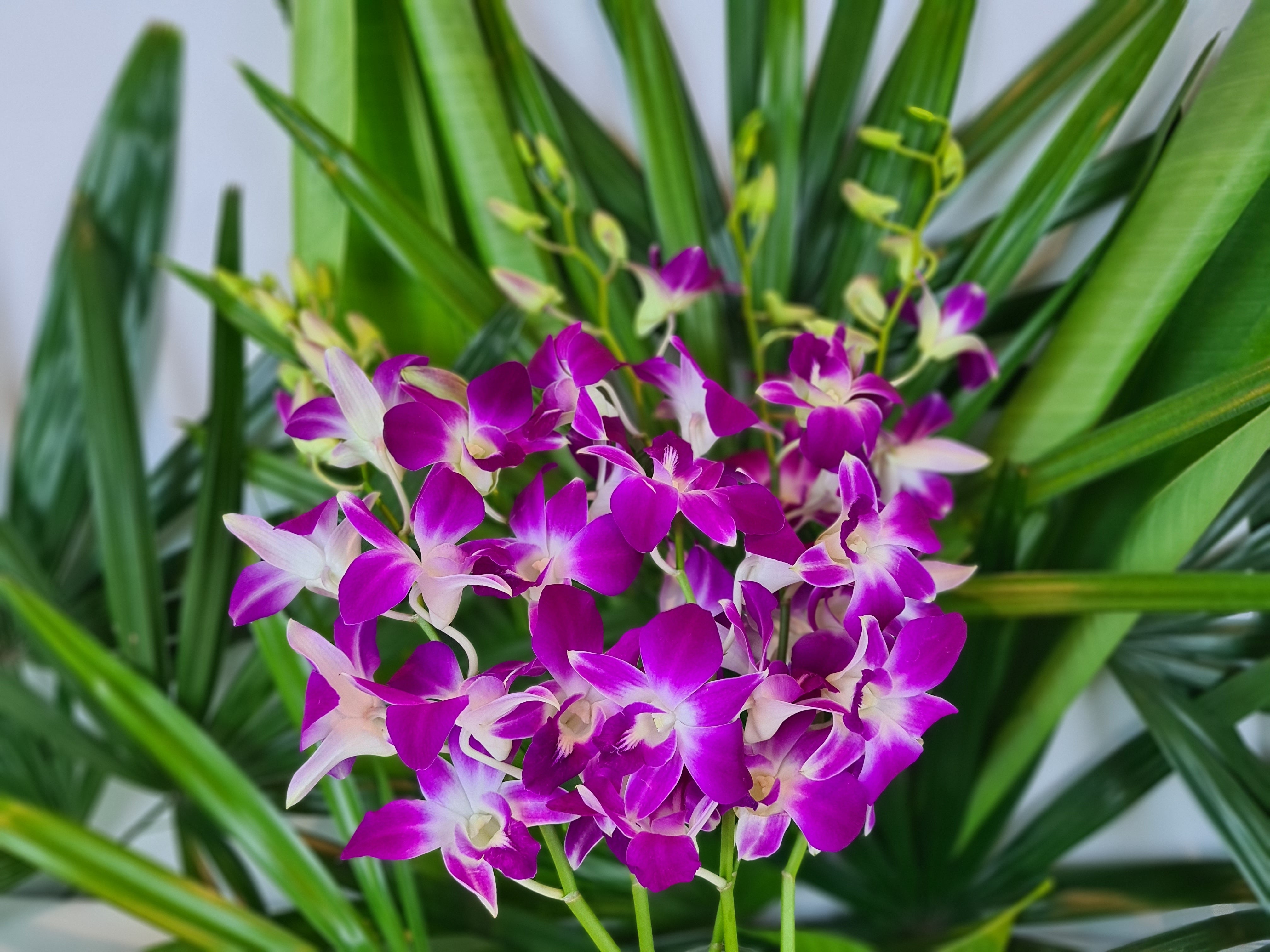 Bundle of 10 vibrant Purple Dendrobium Orchids with stems and water capsules, flown fresh from Thailand. Great for bouquets, event decor, and gifts. High-quality flowers with extended freshness, perfect for any special occasion.