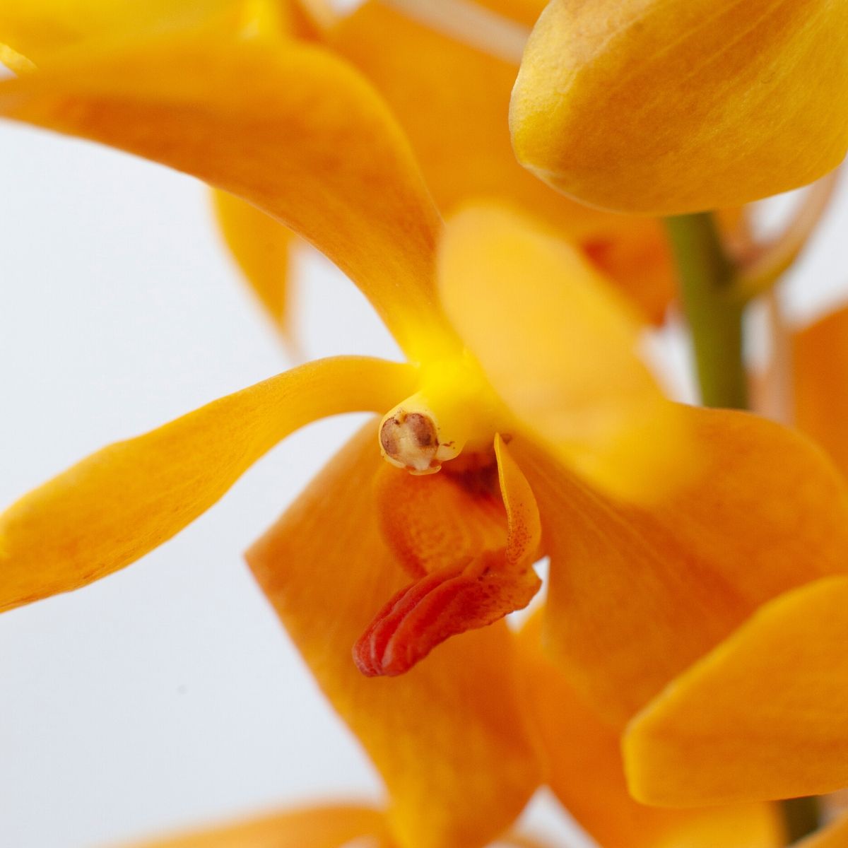 Premium Orange Mokara Orchids - 10 fresh stems with attached water capsules. Ideal for weddings, home decor, and special events. Flown fresh from Thailand, these orchids ensure longevity and vibrant color for any floral design or gift.