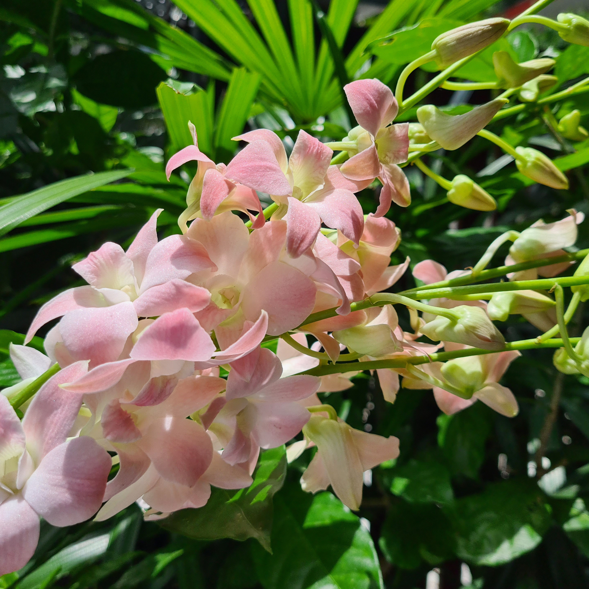 Peach Orchid Dendrobium bundle featuring 10 individual stems with water capsules. Lovely peach and pink blush color, perfect for event decor, wedding floral arrangements, and home decoration. High-quality, fresh orchids from Thailand.