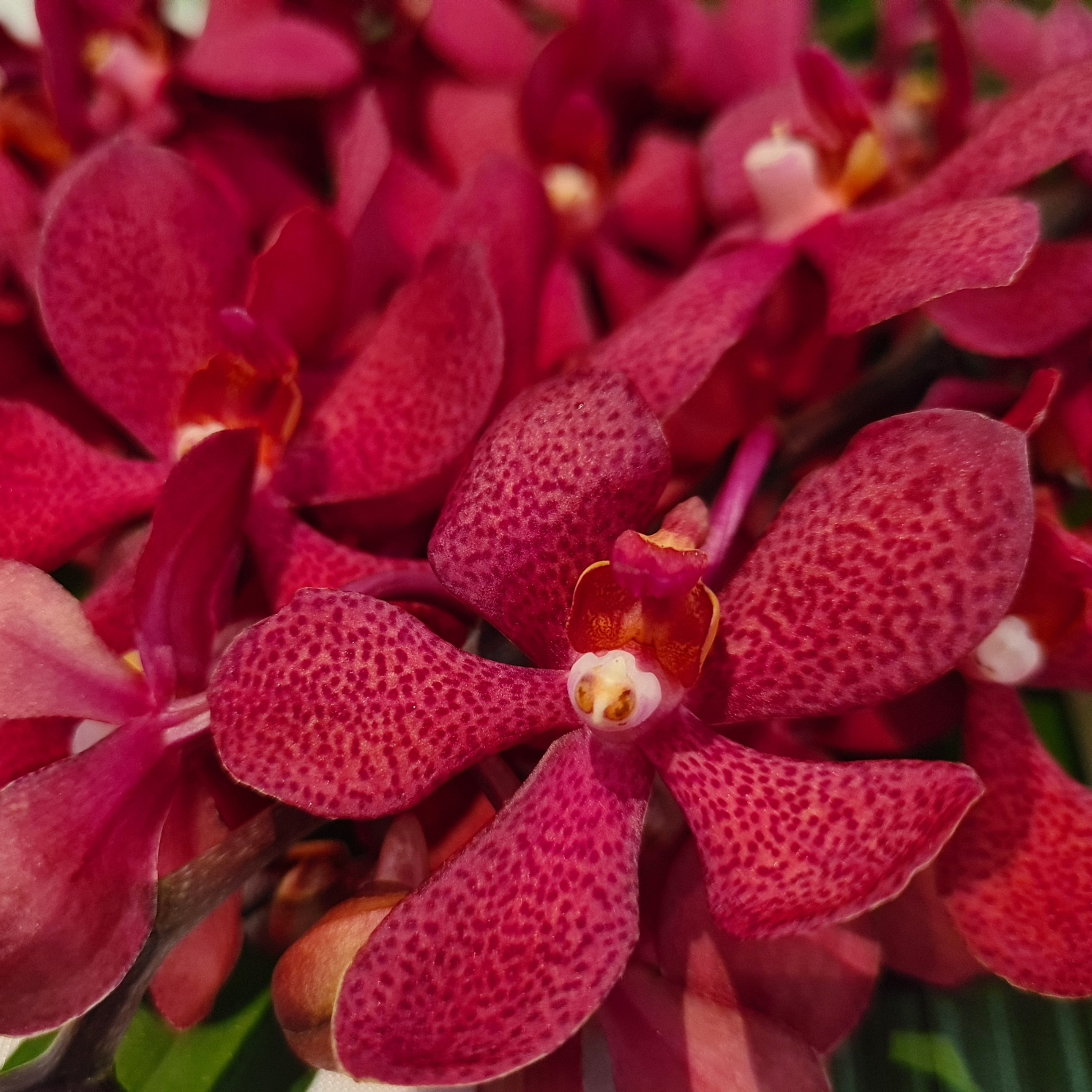 Fresh Red Mokara Orchids – Vibrant Thai Flowers for Floral Arrangements
Create stunning floral designs with Salaya Red Mokara Orchids, featuring rich red petals and graceful structure. These fresh Thai orchid stems are perfect for weddings, bridal bouquets, party decorations, and luxury floral installations. Their striking color makes them a standout choice for any occasion. Ships fresh with free USA delivery!