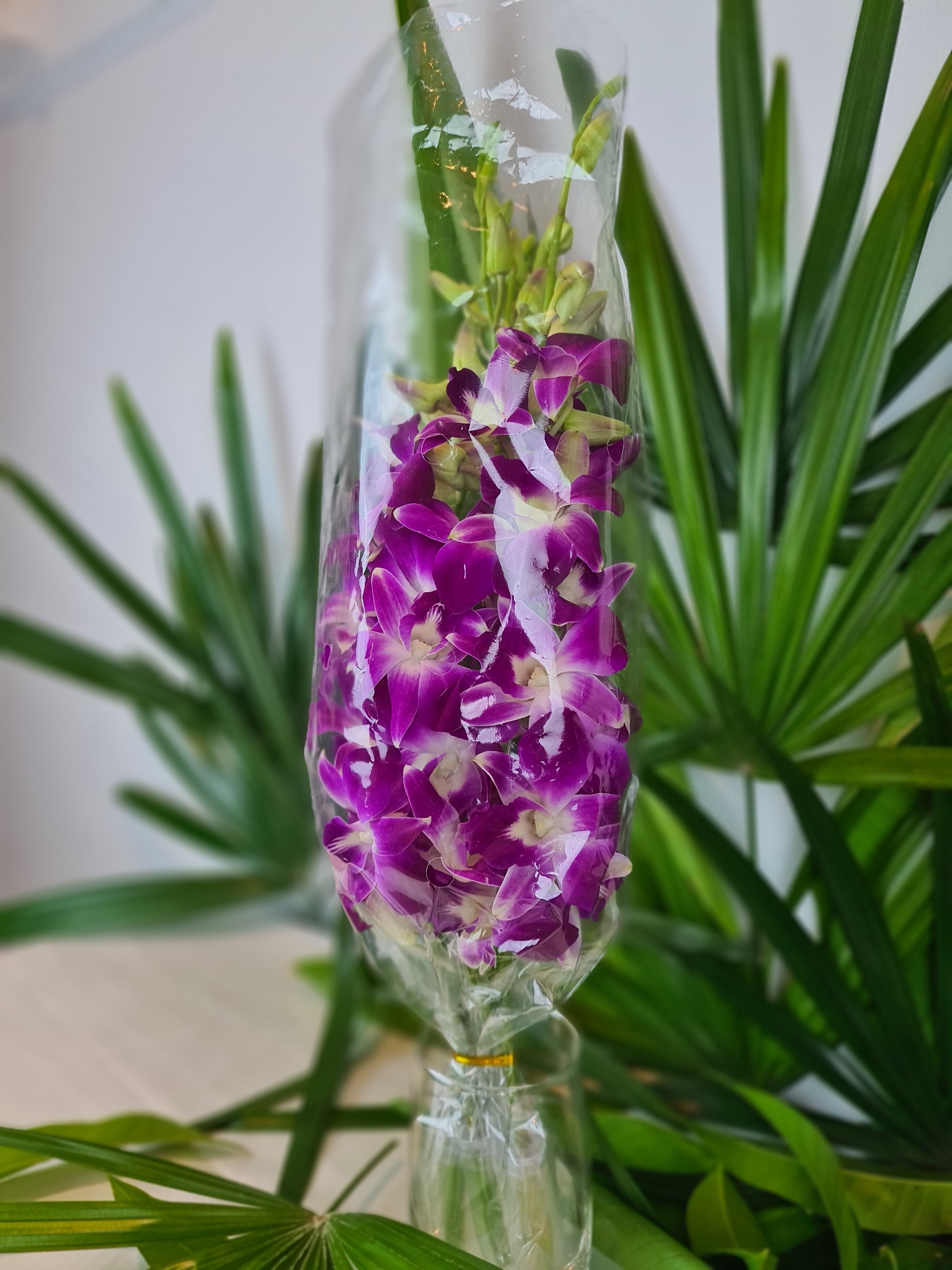 Freshly flown Purple Dendrobium Orchids, 10 stems with water capsules. Ideal for wedding decor, home decoration, and gift-giving. These premium quality orchids offer long-lasting beauty and are perfect for elegant floral arrangements.