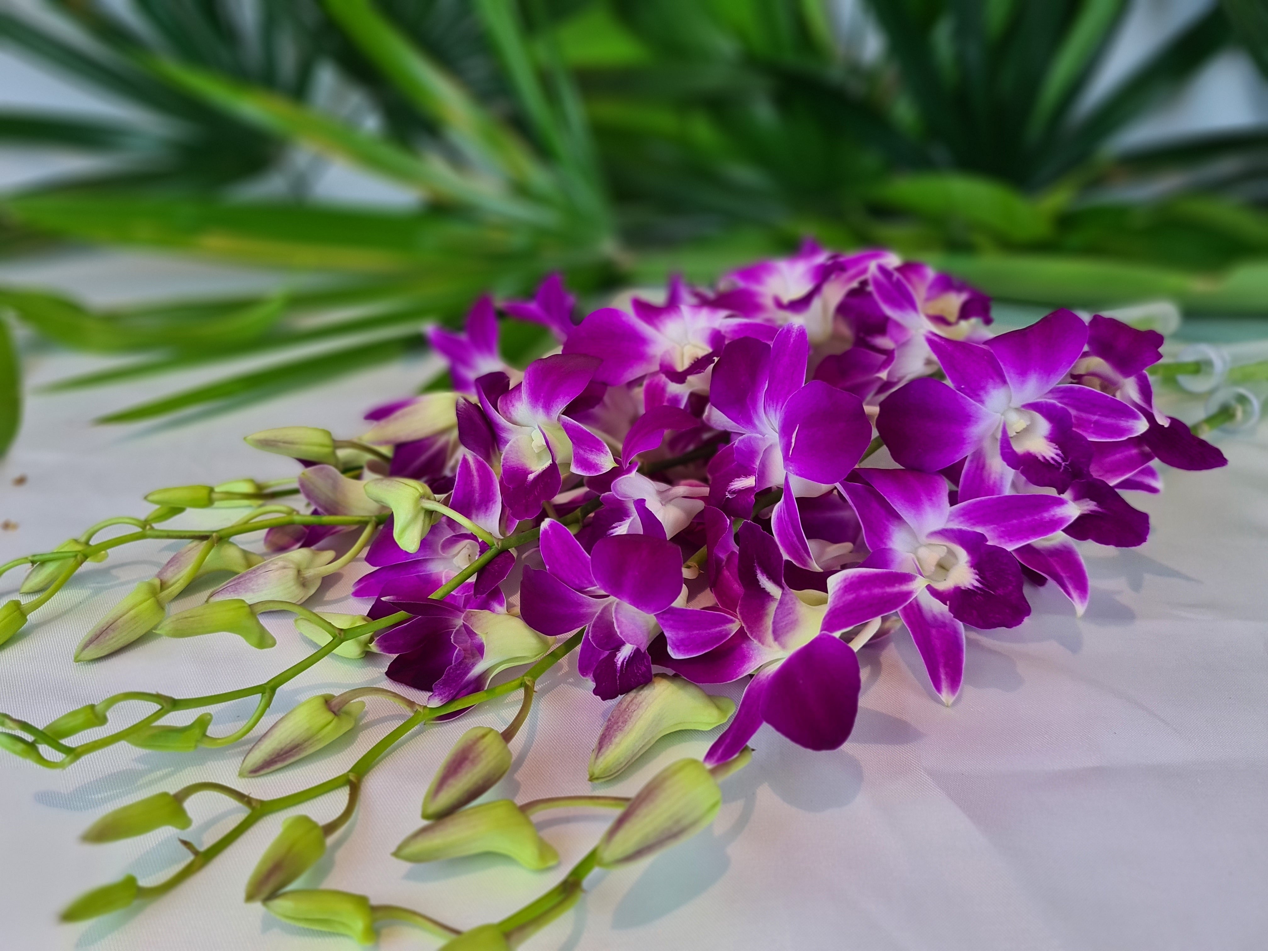 Bundle of 10 Purple Dendrobium Orchids with fresh stems and water capsules. Ideal for weddings, home decor, and special events. Flown in from Thailand, providing long-lasting and premium quality blooms for stunning floral displays.