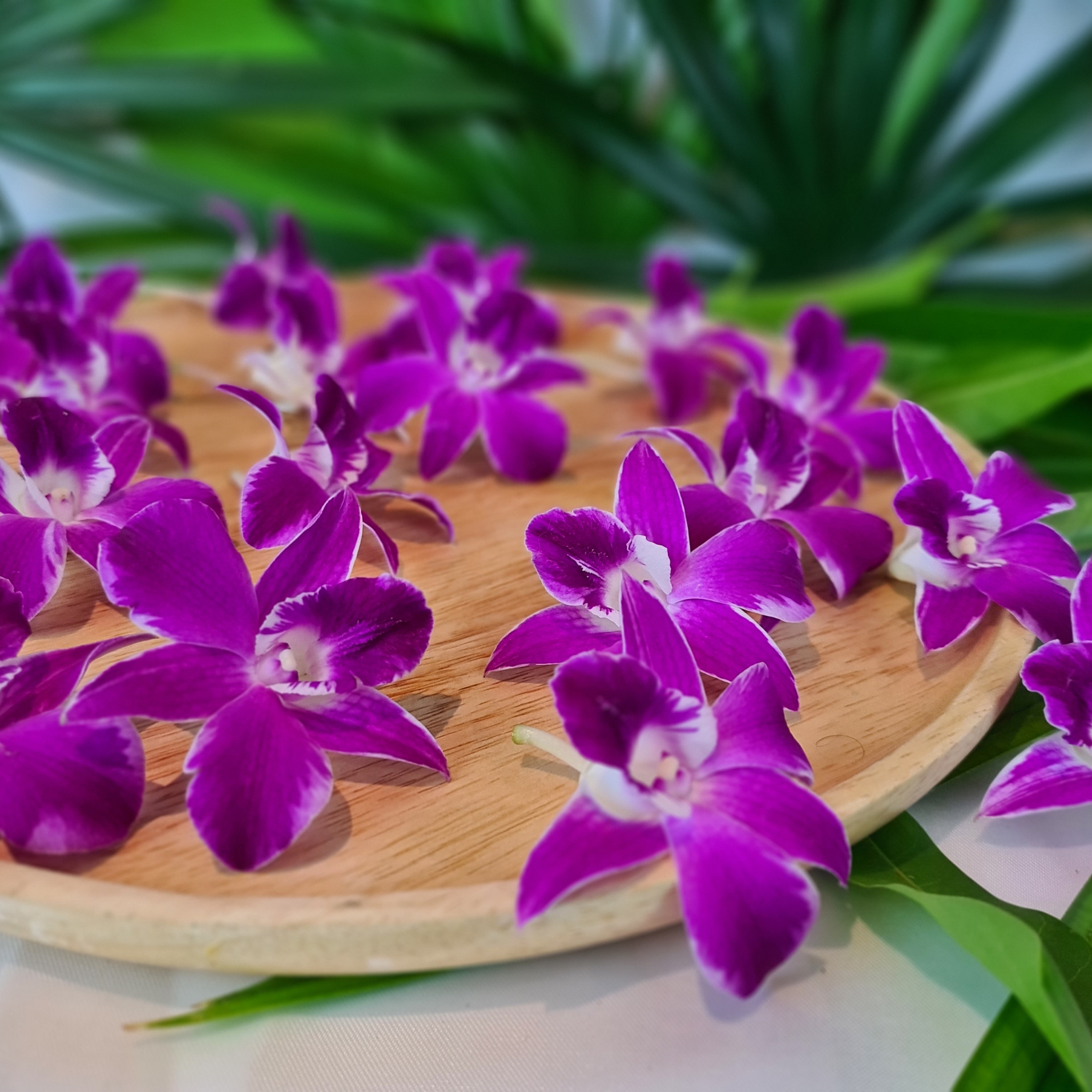 50 Premium Purple Dendrobium Orchids | Fresh Weekly Delivery from Thailand | Ideal for Weddings, Parties, and DIY Projects | Long-Lasting and Versatile | Perfect for Decorations, Centerpieces, and Floral Arrangements