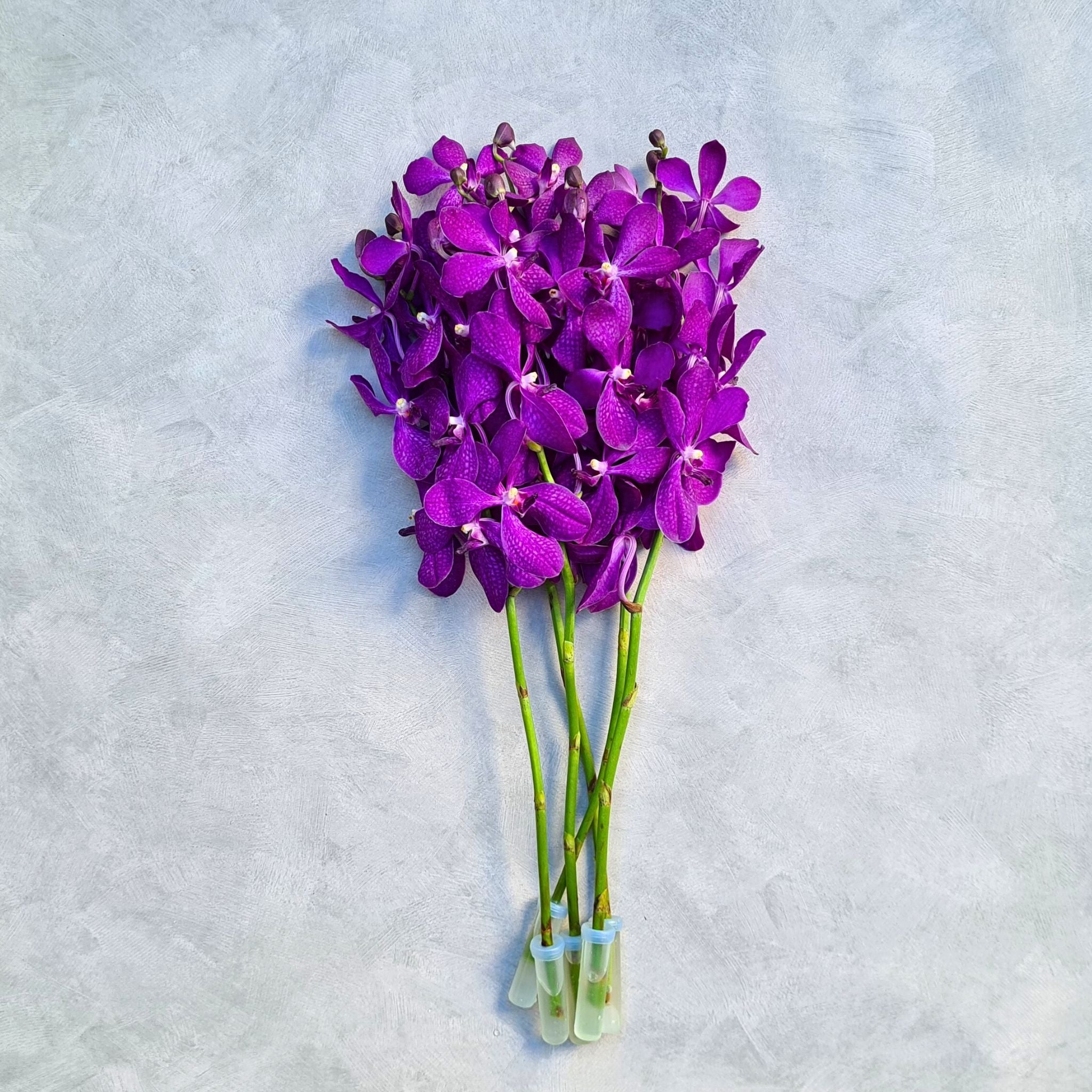 Dark purple Mokara Blue orchids with minimal speckling. A fresh 10-stem bundle of vibrant Thai blooms, perfect for wedding bouquets, floral arrangements, and dramatic event décor. Long-lasting and shipped fresh to the USA