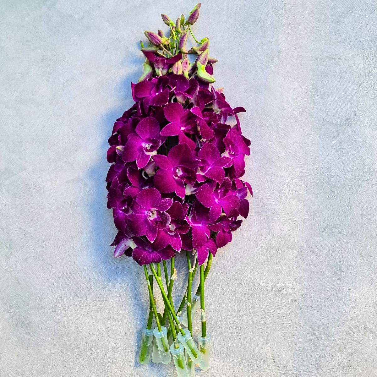 Stunning Red Bull Dendrobium Orchid with deep red-violet Sonia bloom, long stem & glossy finish. Freshly flown from Thailand, perfect for weddings, events, & DIY floral arrangements. A bold, luxurious flower for sophisticated floral designs.