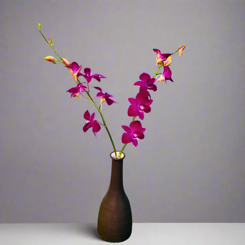 Red Bull Orchid, a deep red-violet Dendrobium Sonia bloom with a glossy finish. Long stemmed & freshly shipped from Thailand, this flower is perfect for wedding bouquets, event centerpieces, & elegant DIY floral projects.