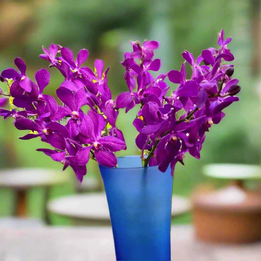 Dark purple Mokara orchids, also known as Mokara Blue, with minimal speckling. A fresh 10-stem bundle of striking blooms for luxurious wedding bouquets, elegant table décor, and creative floral installations.