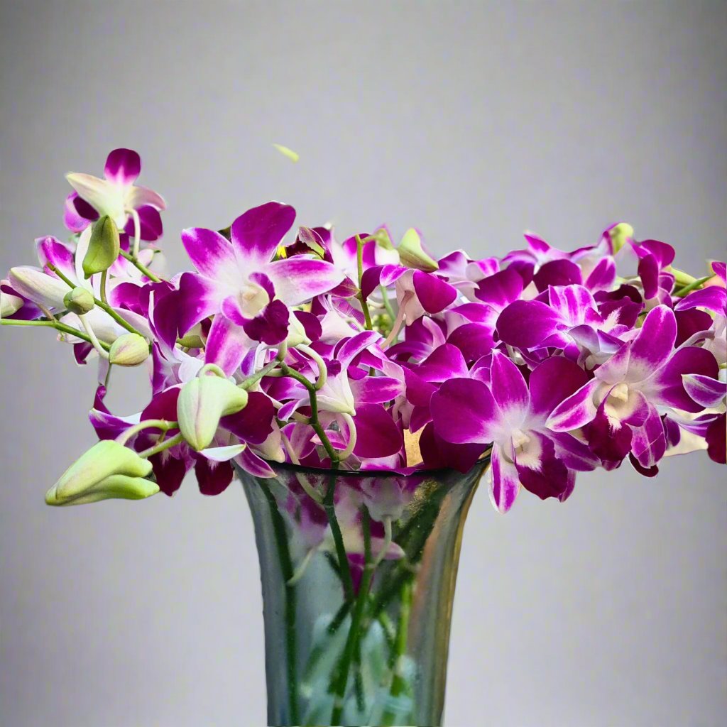 Gorgeous Purple Dendrobium orchids, also known as Red Sonia. Delivered fresh in a 10-stem bundle, perfect for weddings, table centerpieces, and floral crafts. Long-lasting blooms flown daily from Thailand for premium quality and vibrant beauty.