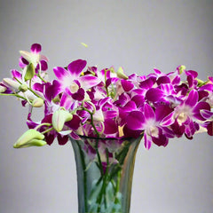 Gorgeous Purple Dendrobium orchids, also known as Red Sonia. Delivered fresh in a 10-stem bundle, perfect for weddings, table centerpieces, and floral crafts. Long-lasting blooms flown daily from Thailand for premium quality and vibrant beauty.