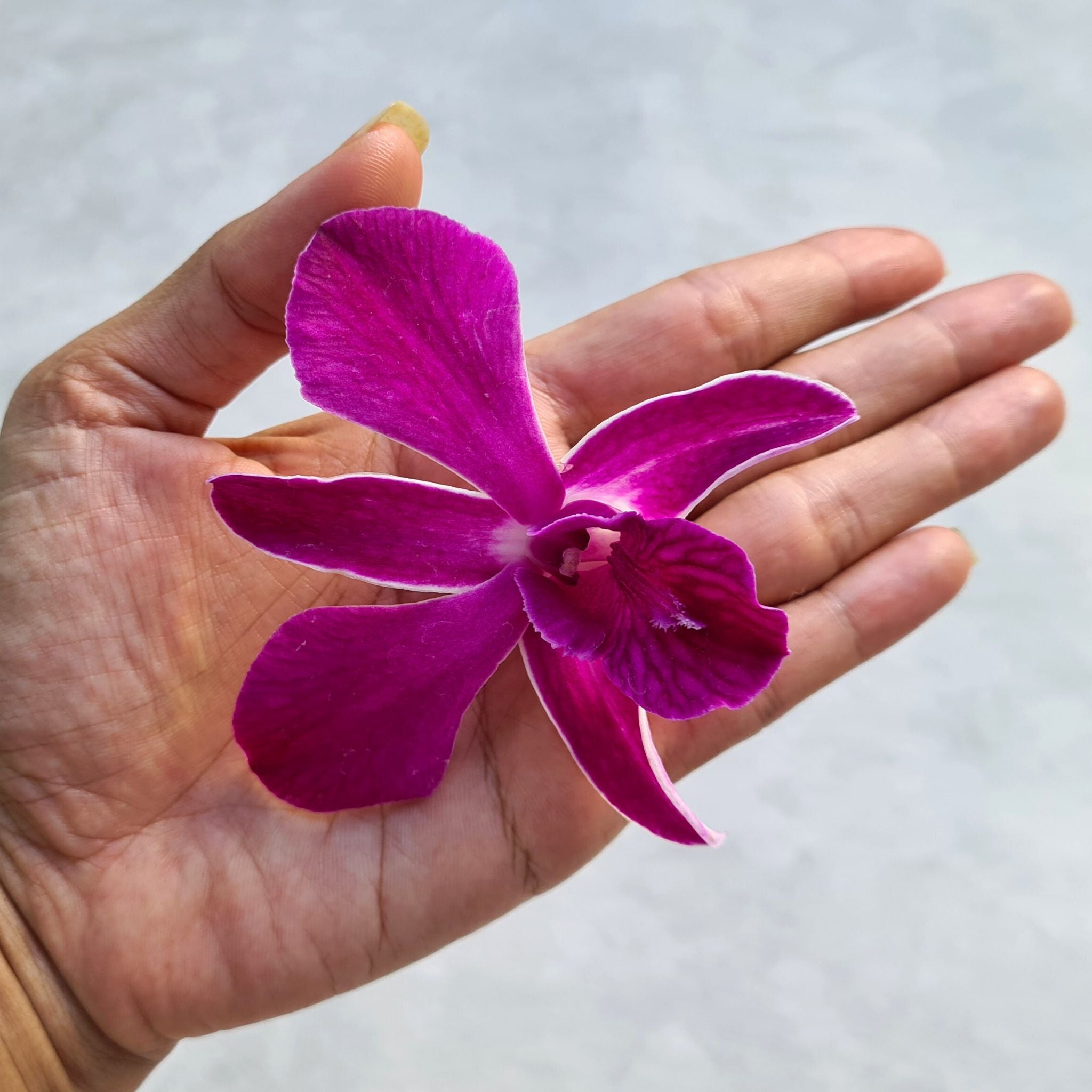 🌺 Stunning "Miss Siam Red" Dendrobium orchids with deep purple and white edges, fresh from Thailand. Perfect for weddings, events, and home decor. Long-lasting blooms with water capsules ensure freshness. Bundles of 10 available now with free shipping!