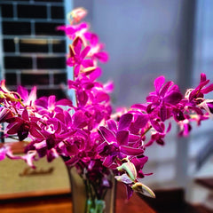 🌺 "Miss Siam Red" Dendrobium orchids, dark purple with white edges, fresh from Thailand. Perfect for weddings, florists, or DIY decor projects. Long-lasting blooms bundled in 10 stems with water capsules. A rare floral treasure delivered with free shipping!