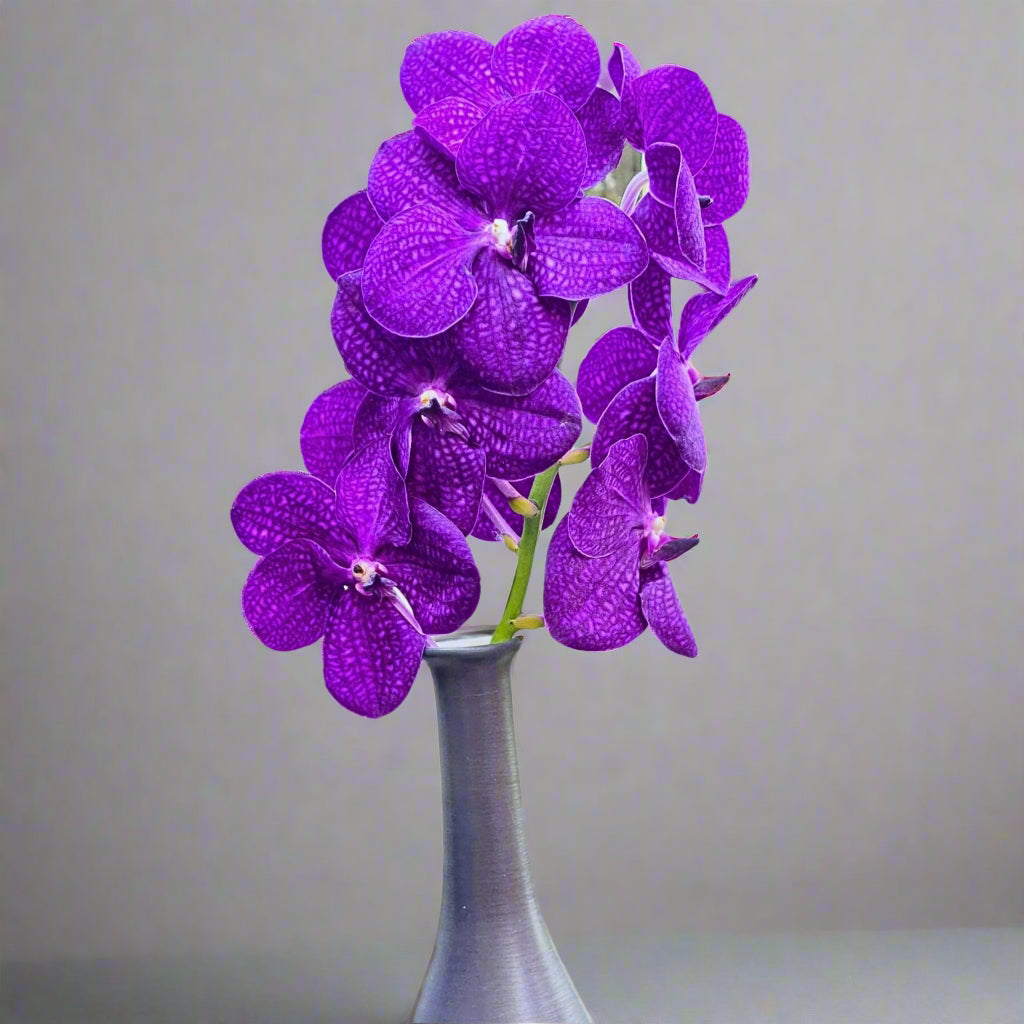 Exotic deep purple Vanda Orchids in a bundle of 10 stems. Known for their vibrant hues and unique petal markings, these long-lasting flowers are ideal for weddings, photography props, and special occasions. Directly sourced from Thai farms