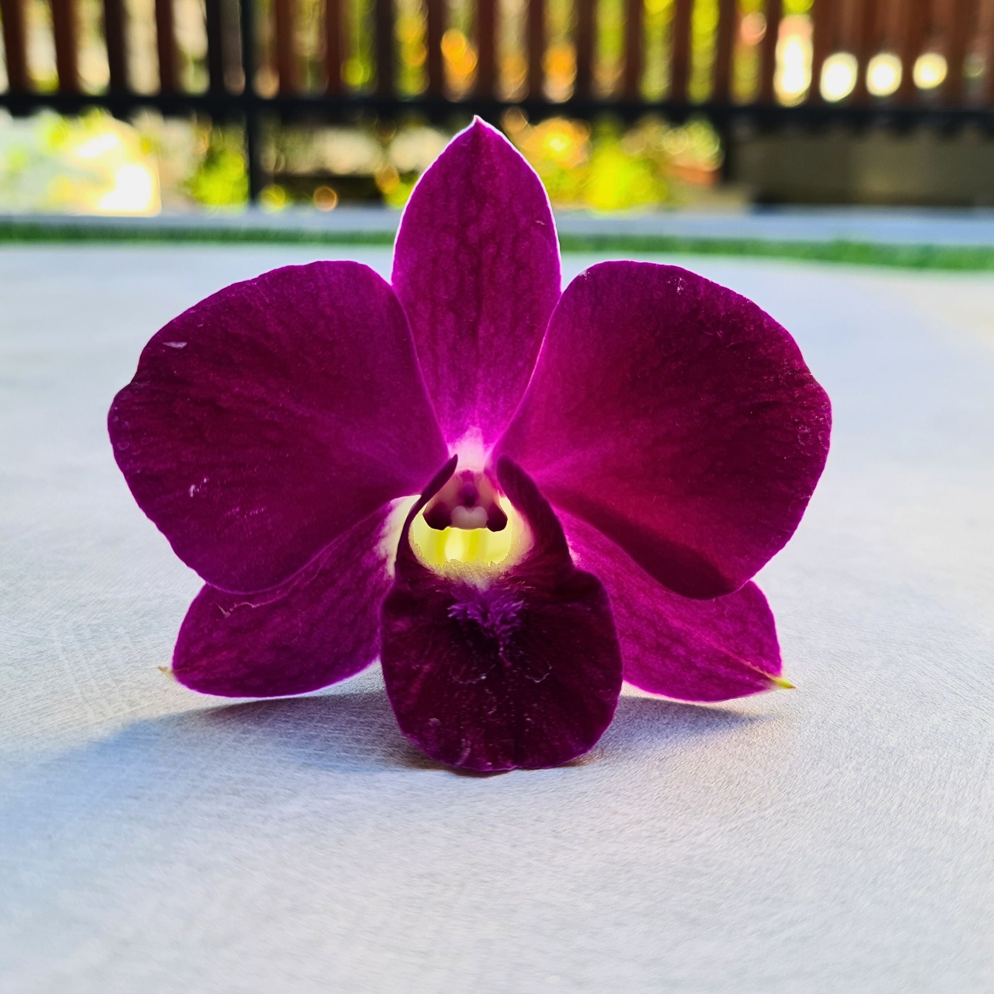 Dark red-violet Dendrobium Orchid Sonia variety, nicknamed Red Bull. Glossy bloom with long stem & protective packaging. Fresh from Thailand, ideal for wedding floral arrangements, bold centerpieces, & elegant DIY projects.