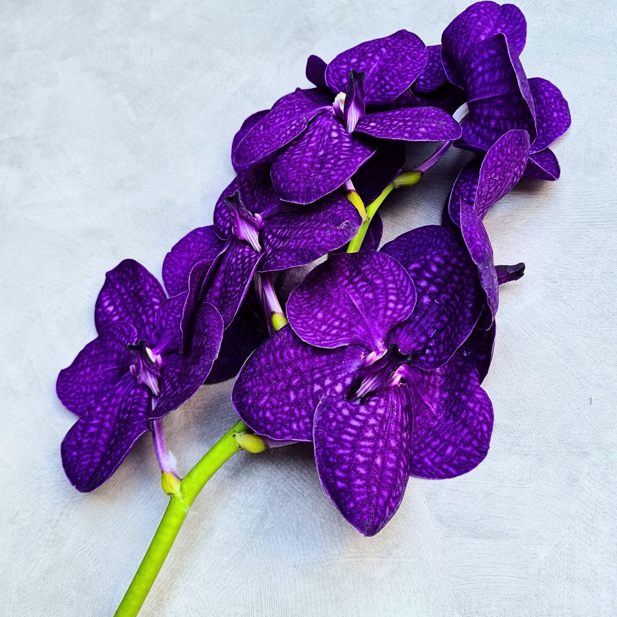 Exotic deep purple Vanda Orchids in a bundle of 10 stems. Known for their vibrant hues and unique petal markings, these long-lasting flowers are ideal for weddings, photography props, and special occasions. Directly sourced from Thai farms.