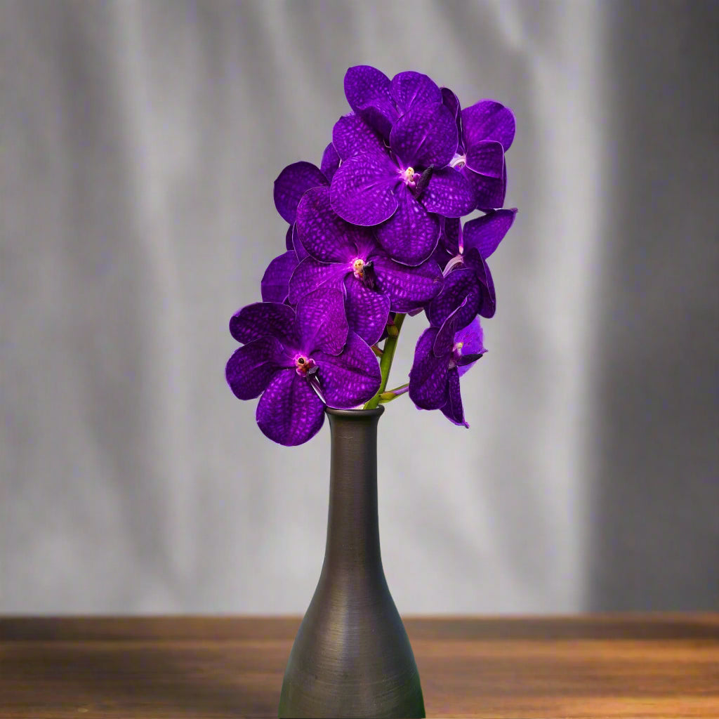 Ten-stem bundle of premium Vanda Orchids in striking deep purple shades. Unique petal patterns and long-lasting blooms, perfect for wedding decorations, DIY floral arrangements, and photography props. Freshly harvested in Thailand and shipped free.