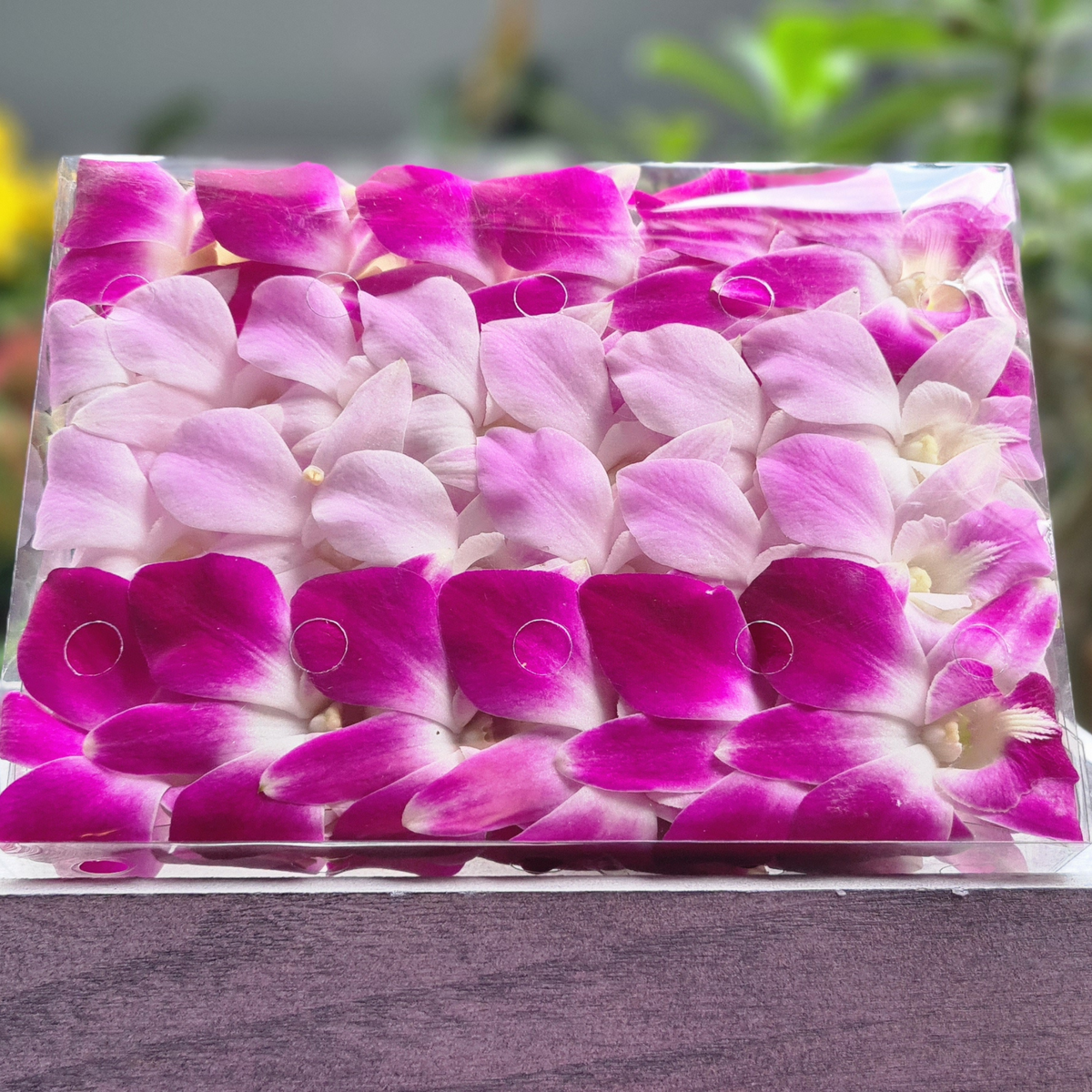 Box of 50 Purple & Pink Blush Dendrobium Orchids | Fresh from Thailand | Ideal for Event Decor | Long-Lasting Blooms | Perfect for Table Centerpieces and DIY Projects