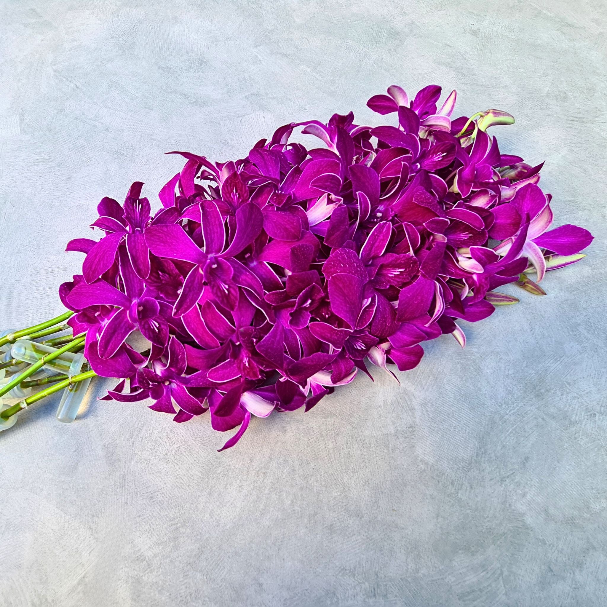 🌸 Exotic Dendrobium orchids, "Miss Siam Red," known for dark purple petals with white accents. Fresh from Thailand, perfect for floral decor, weddings, and DIY projects. Bundles of 10 include water capsules for long-lasting blooms. Free shipping available!