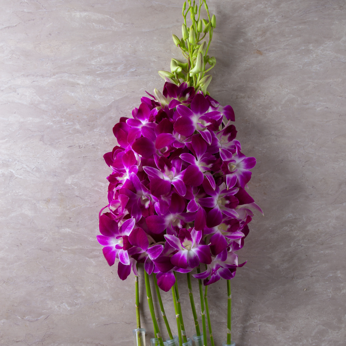 🌸 Fresh Purple Dendrobium Orchids – Bundle of 10 Stems with Water Capsules | Long-Lasting Thai Blooms Flown in Directly from Thailand 🌸