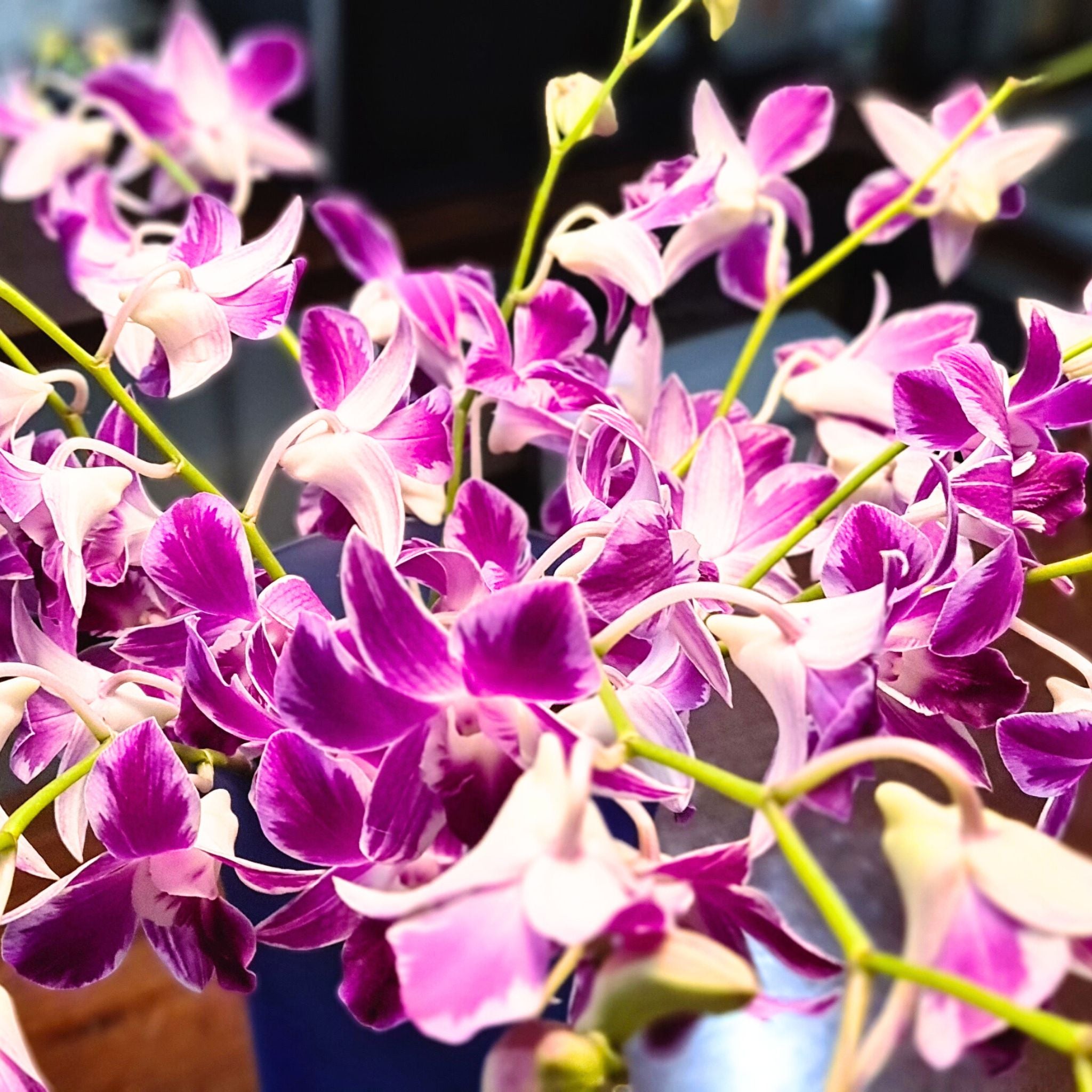 Gorgeous Purple & Pink Splash Dendrobium Orchids in a fresh 10-stem bundle. The perfect flower for wedding décor, floral arrangements, events, and long-lasting beauty at home. Comes with water capsules to keep them fresh.