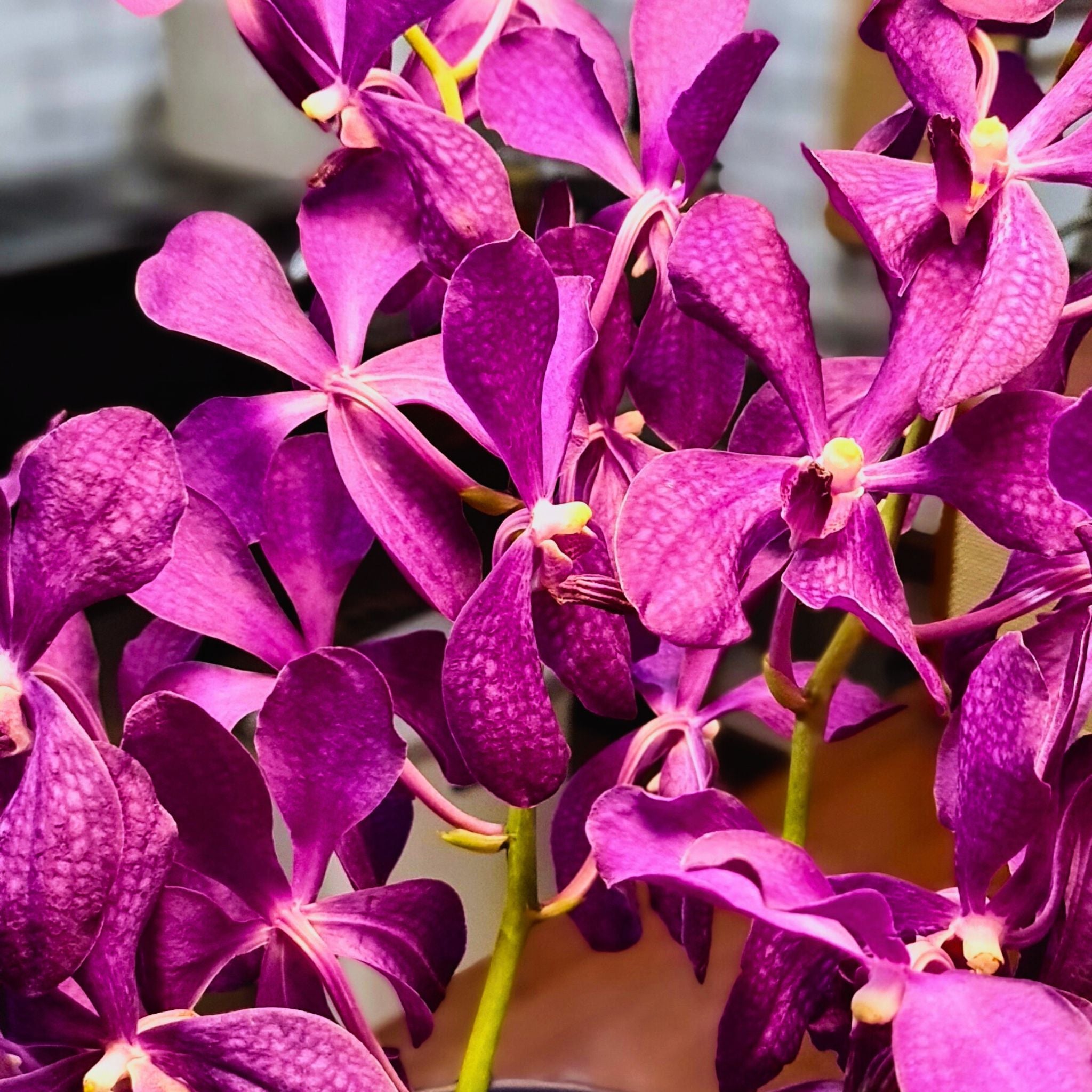 Fresh 10-stem bundle of Mokara Blue orchids in a dark purple hue with minimal speckling. These Thai blooms are perfect for wedding decorations, table arrangements, and unique DIY floral creations.