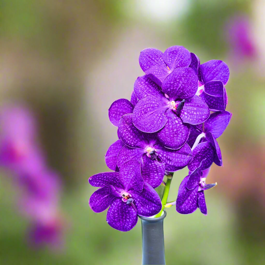 Ten-stem bundle of fresh Blue Vanda Orchids, deep purple in color with striking petal details. Long-lasting blooms for weddings, event planners, and DIY floral arrangements. Sourced from Thailand for premium quality and shipped free to your door.