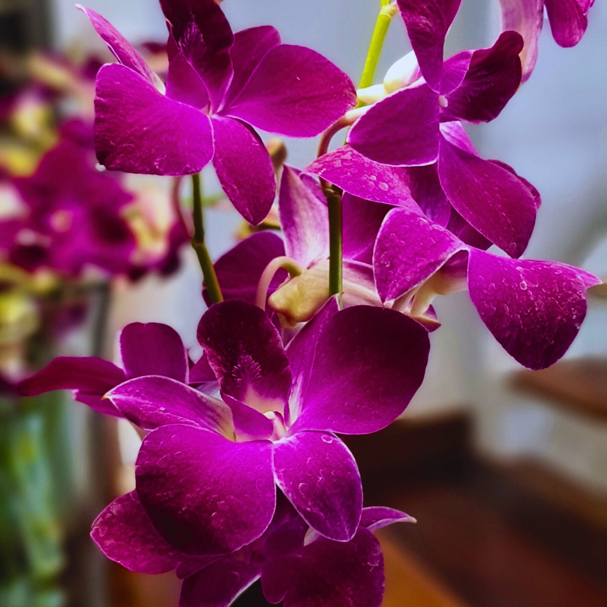 Glossy Sonia Dendrobium Orchid bloom in deep red-violet, Red Bull variety. Fresh from Thailand, long-stemmed & vibrant, perfect for wedding floral arrangements, bold centerpieces & sophisticated event décor.