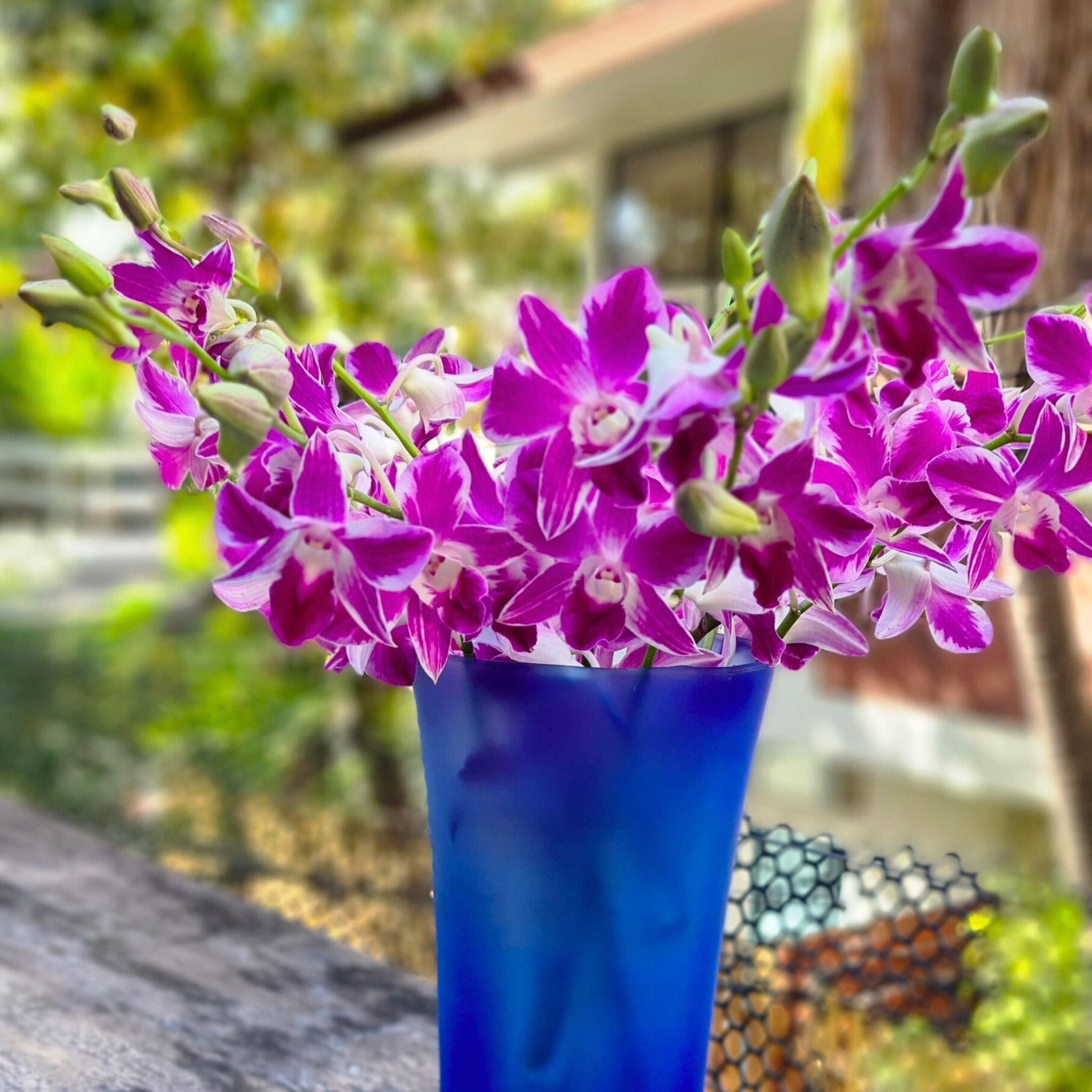 Elegant Deep Violet Dendrobium Orchids – a 10-stem bundle Pink orchids, perfect for long-lasting bouquets, weddings, and event décor. Comes with water capsules for added freshness.