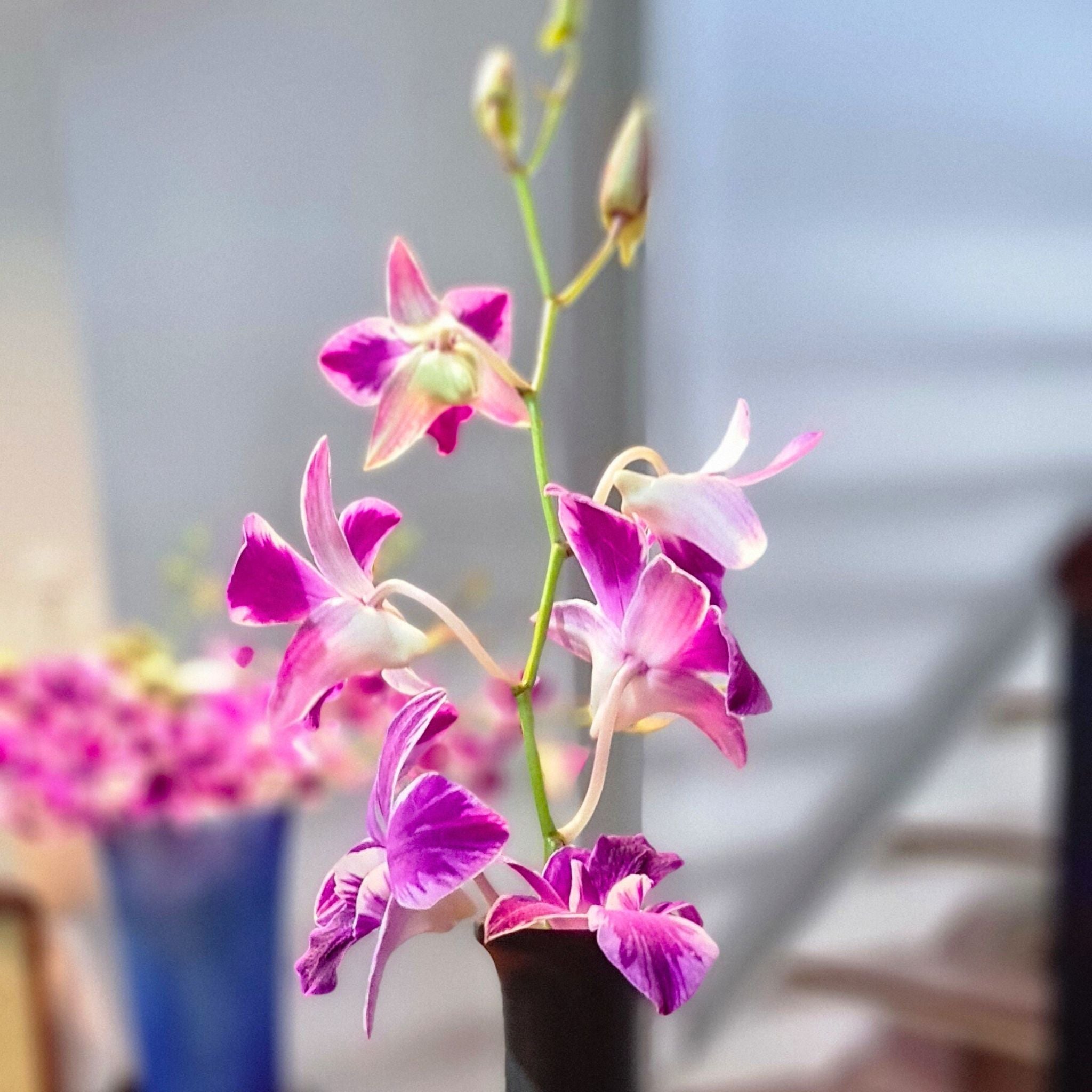 Beautiful Deep Violet Dendrobium Orchids – 10-stem bundle with Pink Splash flowers. Ideal for weddings, photography, events, and DIY floral creations. Includes water capsules to maintain hydration.